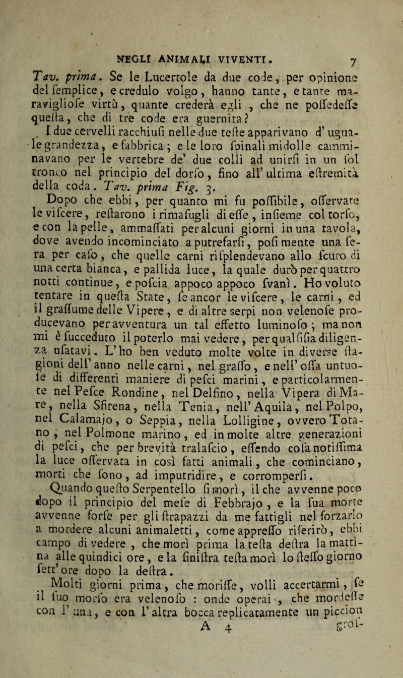 Tav. prima. Se le Lucertole da due code, per opinione delfemplice, e credulo volgo, hanno tante, e tante ma- ravigliofe virtù, quante crederà egli , che ne poffedeife quella, che di tre code era guernita? I due cervelli racchiufi nelle due tette apparivano d’ ugua¬ le grandezza, e fabbrica ; e le loro fpinali midolle cammi¬ navano per le vertebre de’ due colli ad unirli in un lol tronco nei principio del dorfo, fino all’ ultima ettremità della coda. Tav. prima Fig. 3. Dopo che ebbi, per quanto mi fu poflibile, olfervate levifcere, rettarono i rimaiugli di effe , inlìeme coi torfo, e con la pelle, ammaliati per alcuni giorni in una tavola, dove avendo incominciato a putrefarli, poli mente una fe¬ ra per calo, che quelle carni rifplendevano allo fcuro di una certa bianca, e pallida luce, la quale durò per quattro notti continue, epofcia appoco appoco fvanì. Ho voluto tentare in quella State, feancor levifcere, le carni, ed il grallume delle Vipere , e di altre serpi non veleno fe pro¬ ducevano per avventura un tal effetto luminofo \ ma non mi è fucceduto ilpoterlo mai vedere, perqualttliadiligen¬ za ufatavi. L’ho ben veduto molte volte in diverse tta- gioni dell’anno nelle carni, nel graffo , e nell’offa untuo- le di differenti maniere di pefci marini, e particolarmen¬ te nel Pefce Rondine, nei Delfino , nella Vipera di Ma¬ re, nella Sfirena, nella Tenia, nell’Aquila, nei Polpo, nel Calamajo, o Seppia, nella Lolligine, ovvero Tota¬ no , nel Polmone marino, ed in moke altre generazioni di pefci, che per brevità tralafcio, elfendo colanotiffima la luce ofìervata in così fatti animali, che cominciano, morti che fono, ad imputridire, e corromperfi. Quando quetto Serpentello fi mori, il che avvenne poco dopo il principio dei mefe di Febbrajo , e la fua morte avvenne forfè per glittrapazzi da me fattigli nel forzarlo a mordere alcuni animaletti, come appreffo riferirò, ebbi campo divedere , che morì prima la.tetta dettra la matti¬ na alle quindici ore, eia finittra tetta morì lo fletto giorno fett’ore dopo la dettra. Molti giorni prima, chemoriffe, volli accertarmi, fe il luo modo era velenolo : onde operai , che morde (le con Pana, e con l’altra bocca replicatamele un piccion A 4 S,;oU