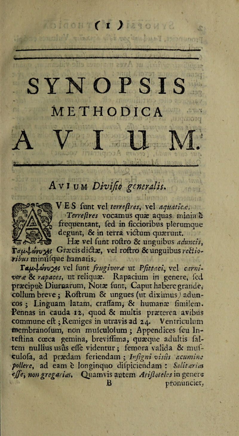 YNOPSIS Methodica V A VI uM Divijio g^-MYdis. \ V E S funt vel terre [ires, vel aqudticcc. Terreflres vocamus quas aquas minimi frequentant, fed in ficcioribns plerumque degunt, & in terra vid:um qu^srunt. Hae vel funt roftro & unguibus adimcis, Grsecisdidae, vel roftrd & unguibus ribus minufque hamatis. T«LyLf\>avv^i vel funt frugivora ut Pfittaci, vel canu^ vor<e 8c rapaces, ut reliquae. Rapacium in genere, fed praecipui Diurnarum, Notae funt, Caput habere grande^ collum breve; Roftrum 8c ungues (ut diximus) adun cos ; Linguam latam, craffam^ 8< humanae limilem. Pennas in cauda i2, quod & multis pr^tcrca avibus commune eft ; Remiges in utravis ad 24. Ventriculum membranofum, non mulculolum; Appendices feu In- teftina coeca gemina, breviflima, quaeque adultis fal- tem nullius usus efle videntur; femora valida 8c muf- culofa, ad praedam feriendam ; Irfjgni visus acumine pollere, ad eam e longinquo difpiciendam : S.oIitarias tton gregarim* Quamvis autem Arijicteks in genere B pronuncietj