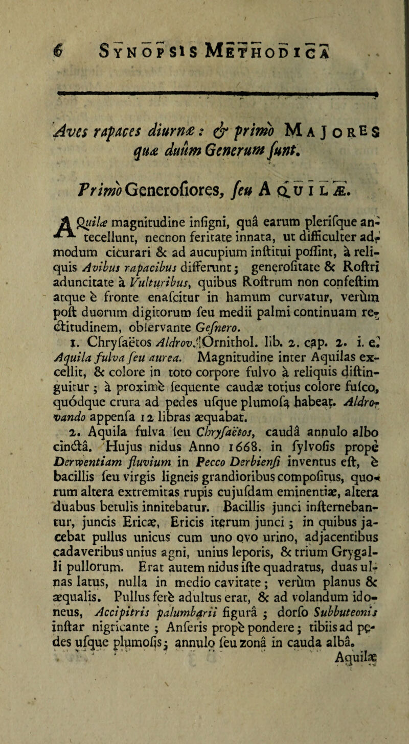 ^ives rapaces diurn£: ^ primo M a J o rE s duum Generum funt. Fr/wJ>Generofiores, feu A (xvii. H. A magnitudine infigni, qua earum plerifque an- recellunt, necnon feritate innata, ut difficulter adf modum cicurari Sc ad aucupium inftitui poflint, ^ reli¬ quis Avibus rapacibus differunt; generofitate & Roftri aduncitate a Vulturibus^ quibus Roftrum non confeftim ' atque b fronte enafeitur in hamum curvatur, verum poft duorum digitorum feu medii palmi continuam re* (ffitudinem, oblervante Gefnero. 1. Chryiaetos AldrovAO^nithoL llb. z. c^p. 2. i, dl Aquila fulva feu aurea. Magnitudine inter Aquilas ex¬ cellit, 8c colore in toto corpore fulvo a reliquis diftin- guirur ; ^ proximb (equente caudae totius colore fulco, quodque crura ad pedes ufque plumofa habeap. Aldror^ vando appenfa 12 libras aequabat. 2. Aquila fulva leu Chry/detos, caud^ annulo albo cindfa. Hujus nidus Anno 1668. in fylvofis prope Dervoentiam fluvium in Becco Derbienfi inventus eft, b bacillis feu virgis ligneis grandioribus compofims, quo^ rum altera extremitas rupis cujufdam eminentiae, altera Tiuabus betulis innitebatur. Bacillis junci inftemeban- tur, juncis Ericae, Ericis iterum junci; in quibus ja¬ cebat pullus unicus cum uno ovo urino, adjacentibus cadaveribus unius agni, unius leporis, & trium Gt) gal¬ li pullorum. Erat autem nidus ifte quadratus, duas ul¬ nas latus, nulla in medio cavitate; verum planus 8c aequalis. Pullus ferb adultus erat, ad volandum ido¬ neus, Accipitris palumb^rli figura ; dorfo Subhuteonis xnftar nigricante; Anferis propb pondere; tibiis ad pe¬ des ufque plumofjs; annulo feu zona in cauda alba.