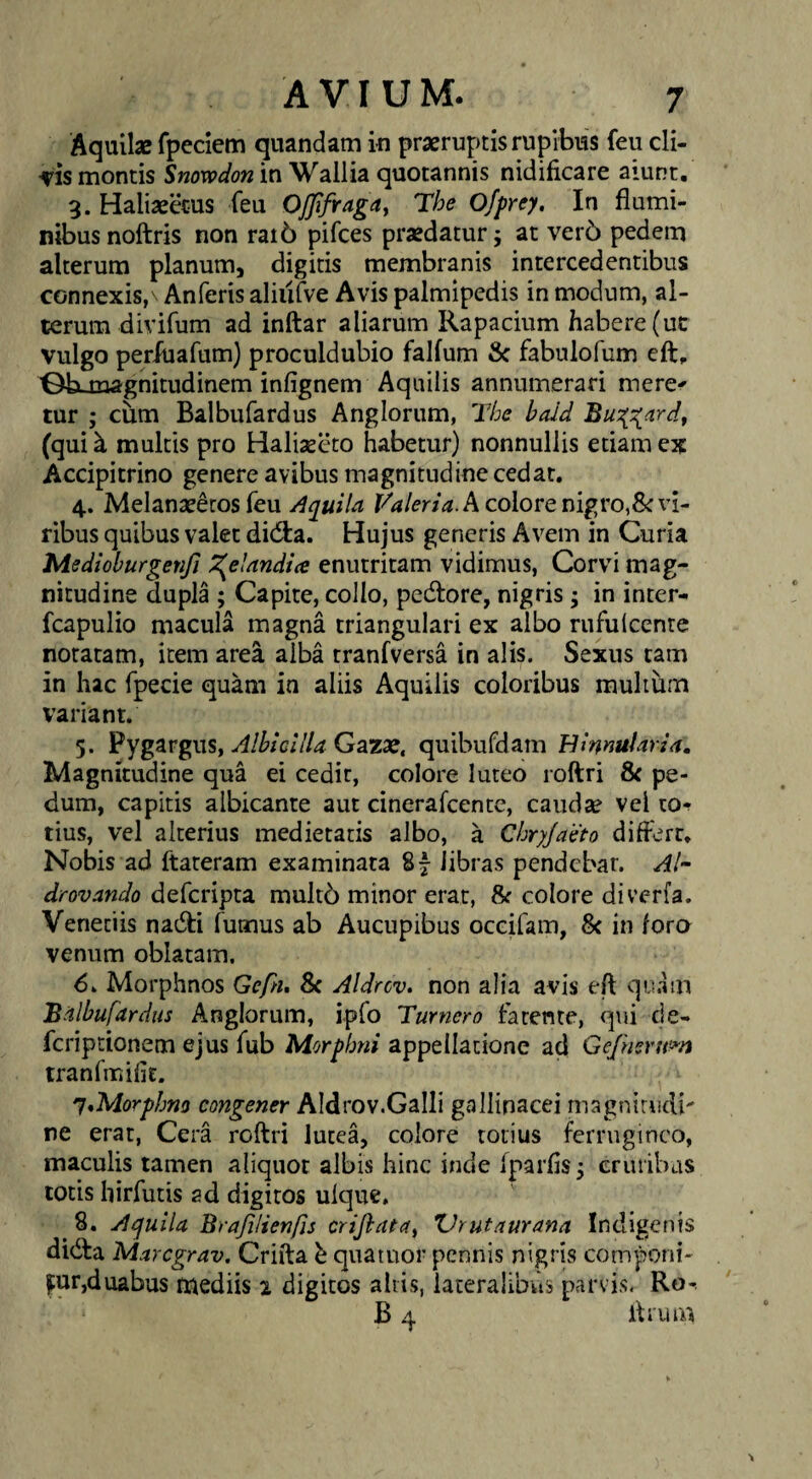 AquilsB fpeciem qnandatn in praeruptis rupibus feu cli- ■vis montis SwoWow in Wall ia quotannis nidificare aiunt. 3. Haliaeecus feu OJJifraga^ The Ofprey, In flumi¬ nibus noftris non rai6 pifces praedatur; at ver6 pedem alterum planum, digitis membranis intercedentibus connexis/ Anferis aliiilve Avis palmipedis in modum, al¬ terum divifum ad inftar aliarum Rapacium habere (uc vulgo periuafum) proculdubio falfum & fabulofum eft. ■Gbonagnitudinem infignem Aquilis annumerari mere^ tur ; cum Balbufardus Anglorum, The bald Bu:{:{ardt (quik multis pro Haliaeeto habetur) nonnullis etiam ex Accipitrino genere avibus magnitudine cedat. 4. Melanaeeros feu Aquila A colore nigro,vi¬ ribus quibus valet did:a. Hujus generis Avem in Curia Medioburgenji ^elandia enutritam vidimus, Corvi mag¬ nitudine dupla ; Capite, collo, pcdlore, nigris; in inter- fcapulio macula magna triangulari ex albo rufulccnte notatam, item area alba tranfversa in alis. Sexus tam in hac fpecie quam in aliis Aquilis coloribus muhum variant. 5. Pygargus, Gazae, quibufdam Binnularia. Magnitudine qua ei cedit, colore luteo roftri pe¬ dum, capitis albicante aut cinerafcentc, caudse vel tOr tius, vel alterius medietatis albo, a Chryjaeto differt. Nobis ad ftateram examinata 87 libras pendebar. Al- drovando defcripta mult6 minor erat, & colore diverfa. Venetiis na(51:i fumus ab Aucupibus occifam, 8c in fora venum oblatam. 6. Morphnos Gefn, 8c Aldrcv. non alia avis eft qu.im Balbufardus Anglorum, ipfo Turnero fatcnte, qui de- fcriptionem ejus fub Morphni appellatione ad Gefueru^n tranfmifit. 'j^Morphm congener AIdrov.Galli gallinacei magninidb ne erat. Cera roftri lutea, colore totius ferrugineo, maculis tamen aliquot albis hinc inde fparfis; cruribas totis hirfutis ad digitos ulque, 8. Aquila Brajilienfis crijtata, XJrutaurana Indigenis di(fta Maregrav. Crifta h quatuor pennis nigris componi¬ mur,duabus n:iediis 2 digitos altis, lateralibus parvis. Ro-. B 4 ftrum