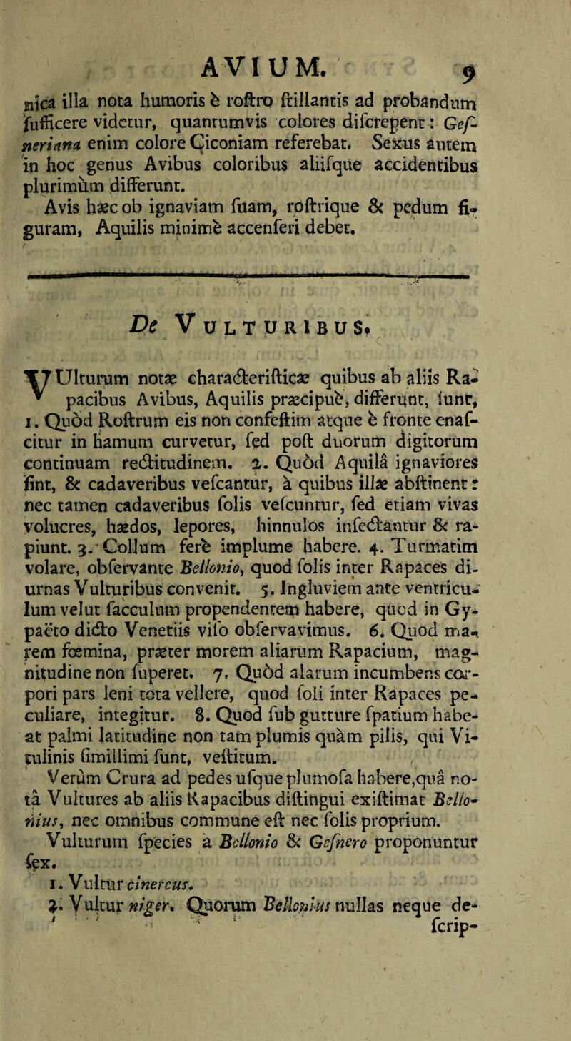 nica illa nota humoris h roftro ftillantis ad probandum jfufficere videtur, quantumvis eoiores diferepene: Gef- neriana enim colore Ciconiam referebat. Sexus autem in hoc genus Avibus coloribus aliifque accidentibus plurimum differunt. Avis h3ec ob ignaviam fuam, roftrique 8c pedum fi¬ guram, Aquilis minime accenferi debet. De Vulturibus* Ulturum notae charadterifticae quibus ab aliis Ra- ^ pacibus Avibus, Aquilis praecipuh, differunt, lunc, I. Quod Roftrum eis non confeftim atque b fronte enaf- citur in Hamum curvetur, fed poft duorum digitorum continuam redlitudinem. a. Quod Aquila ignaviores iint, &: cadaveribus vefcantur, a quibus illae abftinent r nec tamen cadaveribus folis velcuntur, fed etiam vivas volucres, haedos, lepores, hinnulos infedlrantur & ra¬ piunt. 3.'Collum fere implume habere. 4. Turmatim volare, obfervante Bellonio^ quod folis inter Rapaces di¬ urnas Vulturibus convenit. 5. Ingluviem ante ventricu¬ lum vel ut facculum propendentem habere, quod in Gy- paeco dieffo Veneriis vifo obfervavimus. 6. Qitod ma-, rem fosmina, praeter morem aliarum Rapacium, mag¬ nitudine non fuperet. 7. Qu6d alarum incumbens coi'- pori pars leni tota vellere, quod foii inter Rapaces pe¬ culiare, integitur. 8. Quod fub gutture fpatium habe¬ at palmi latitudine non tam plumis quam pilis, qui Vi¬ tulinis Gmillimi funt, veftitum. , Verum Crura ad pedes ufque plumofa habere,qua no¬ ta Vultures ab aliis Rapacibus diftingui exiftimat Bello* nius^ nec omnibus commune eft nec folis proprium. Vulturum fpecies a Bcllonio 8c Gefnero proponuntur fex. I. Vultur nWcwj. Vuitur nigsr* Quorum Bellonlus nullas neque de- ' ' ' ferip-