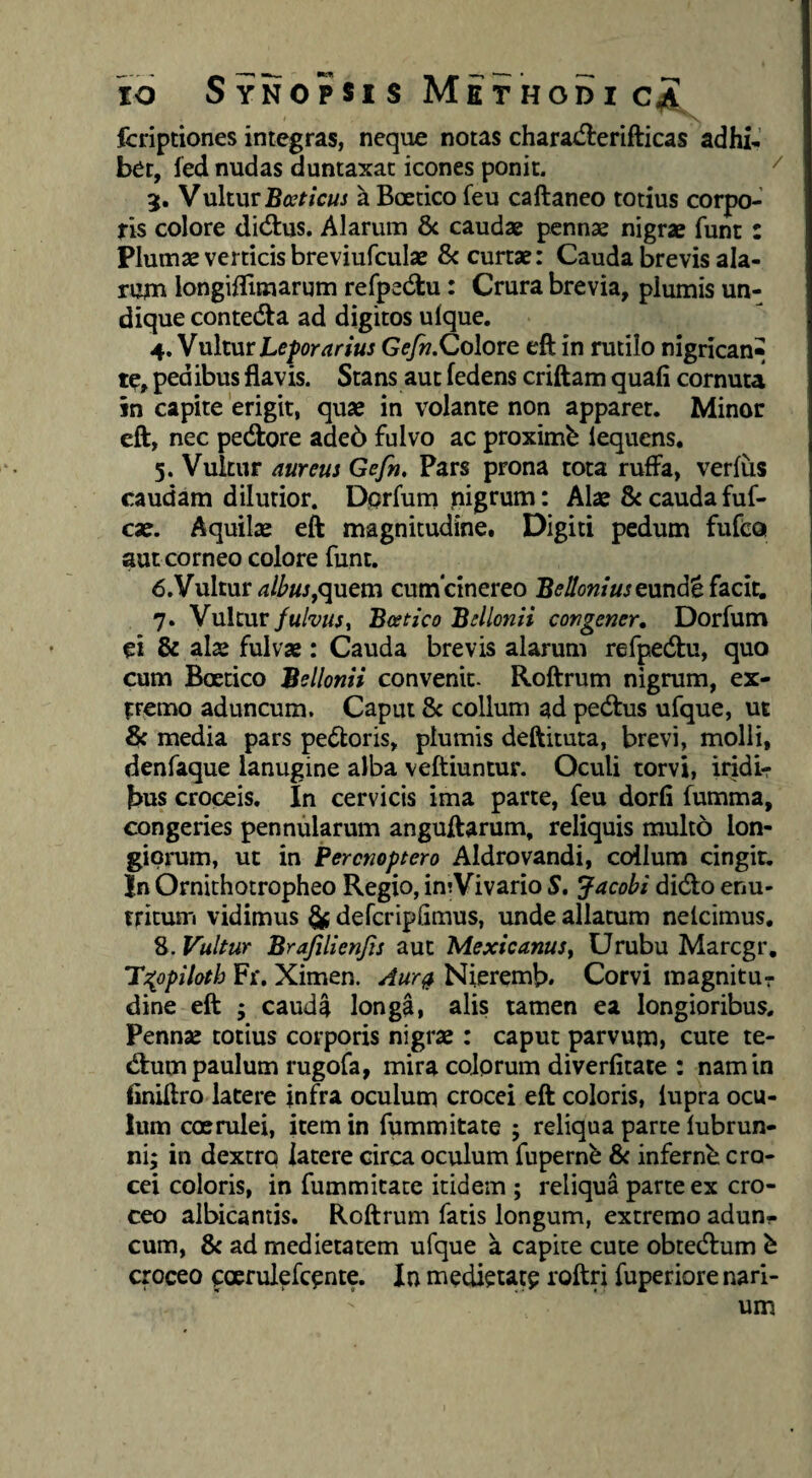 N. fcriptiones integras, neque notas chara<n:erifticas adhi¬ bet, fed nudas duntaxac icones ponit. 5. Vultura Bcetico feu caftaneo totius corpo- j-is colore ditSlus. Alarum 8c caudae pennae nigrae funt: Plumae verticis breviufculae 8c curtae: Cauda brevis ala- TUfu longiffimarum refpedtu: Crura brevia, plumis un¬ dique contedta ad digitos ulque. j^,Vu\iurLcforarius Gefn.Qoloro. eft in rutilo nigrican¬ te, pedibus flavis. Stans aut fedens criftam quafi cornuta in capite erigit, quae in volante non apparet. Minor eft, nec pedtore ade6 fulvo ac proximb lequens, 5. Vultur aureus Gefn, Pars prona tota ruffa, verfiis caudam dilutior. Dprfuni pigrum: Alae & caudafuf- c«. Aquilae eft magnitudine. Digiti pedum fufeoi aut corneo colore funt. 6. Vultur alhus^quem cumcinereo BeHoniuseund'e(zclt, 7. Vultur fulvus, Baetico Bellonii congener, Dorfum ei & alse fulvae: Cauda brevis alarum refpedlu, quo cum Boetico Bellonii convenit- Roftrum nigrum, ex¬ tremo aduncum. Caput 8c collum ad pedlus ufque, ut media pars pedloris, plumis deftituta, brevi, molli, denfaque lanugine alba veftiuntur. Oculi torvi, iridir bus croceis. In cervicis ima parte, feu dorfi fumma, congeries pennularum anguftarum, reliquis multo lon¬ giorum, ut in Perenoptero Aldrovandi, collum cingit. In Ornithotropheo Regio, intVivario S, jacobi didlo enu¬ tritum vidimus ^ defcripfimus, imde allatum nelcimus, 8. Vultur Brajilienjis aut Mexicanus, Urubu Marcgr, y^^opiloth Fi*. Ximen. Aur^ Nieremb. Corvi magnitur dine eft ; cauda longa, alis tamen ea longioribus. Pennse totius corporis nigrae: caput parvum> cute te- dhim paulum rugofa, mira colprum diverfitate : nam in finiftro latere infra oculum crocei eft coloris, iupra ocu¬ lum coerulei, item in fummitate ; reliqua parte lubrun- ni; in dextro latere circa oculum fupernb & inferni cro¬ cei coloris, in fummitate itidem ; reliqua parte ex cro¬ ceo albicantis. Roftrum fatis longum, extremo adun¬ cum, & ad medietatem ufque a capite cute obtedlum ^ croceo coerulefcpnte. In medietat? roftri fuperiore nari¬ um