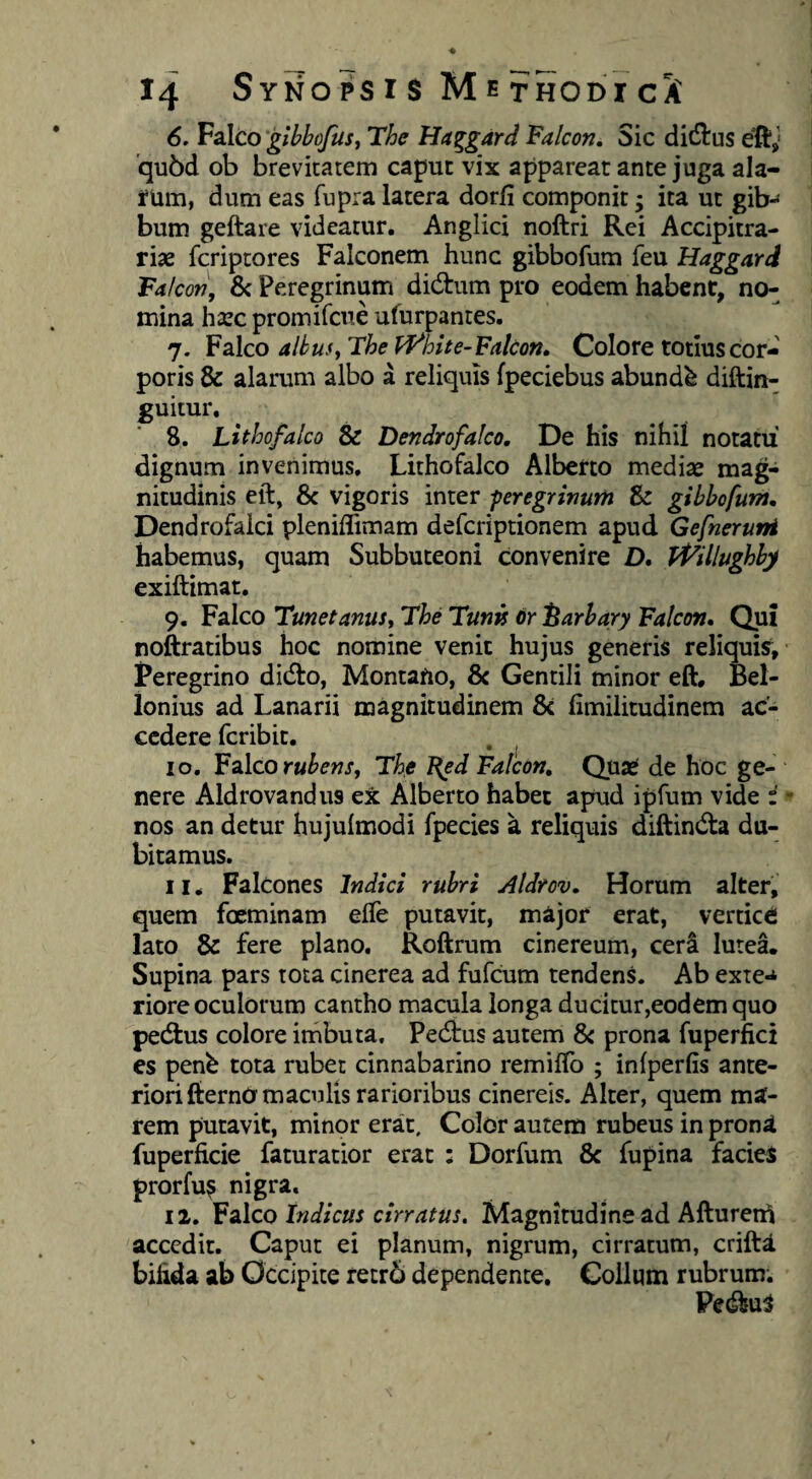 6. V2lco'gibbofust The Haggard Falcon. Sic didtus eft^' qu6d ob brevitatem caput vix appareat ante juga ala- i*Um, dum eas fupra latera dorfi componit; ita ut gib-' bum geftare videatur. Anglici noftri Rei Accipitra- rise fcriptores Falconem hunc gibbofum feu Haggard Falcotj, Sc Peregrinum didtum pro eodem habent, no- mina ha^c promifciie ufurpantes. 7. Falco albuSf The PJ^hite-Falcon» Colore totius cor¬ poris & alarum albo a reliquis fpeciebus abundi diftin- guitur, 8. Lithofalco & Dendrofalco, De his nihil notatu dignum invenimus. Lithofalco Albcrto mediae mag¬ nitudinis eft, & vigoris inter -peregrinum & gibbofum. Dendrofalci pleniflimam defcriptionem apud Gefneruni habemus, quam Subbuteoni convenire D. H^illughby exiftimat. 9. Falco Tunetanus, The TunK 6r ^arbary Falcon, Qui noftratibus hoc nomine venit hujus generis reliquis. Peregrino didlo, Montano, & Gentili minor eft, Bel- ionius ad Lanarii magnitudinem 8c fimilitudinem ac¬ cedere feribit. 10. Falco The J{ed Falcon, Quae de hoc ge¬ nere Aldrovandus ex Alberto habet apud ipfum vide - nos an detur hujulmodi fpecies a reliquis diftindta du¬ bitamus. 11. Falcones Indici rubri Aldrov, Horum alter, quem foeminam efle putavit, major erat, vertici lato & fere plano. Roftrum cinereum, ceri lutea. Supina pars tota cinerea ad fufCum tendens. Ab exte-* riore oculorum cantho macula longa ducitur,eodem quo pecftus colore irhbuta. Pedtus autem & prona fuperfici es penb tota rubet cinnabarino remiftb ; infperfis ante¬ riori fternOm aci] lis rarioribus cinereis. Alter, quem ma¬ rem putavit, minor erat. Color autem rubeus in prona fuperficie faturatior erat : Dorfum & fupina facies prorfu^ nigra. II. F2l\co Indicus cirratus. Magnitudine ad Afturern accedit. Caput ei planum, nigrum, cirratum, crifta bihda ab Occipite retr6 dependente. Collum rubrum. Pedtum