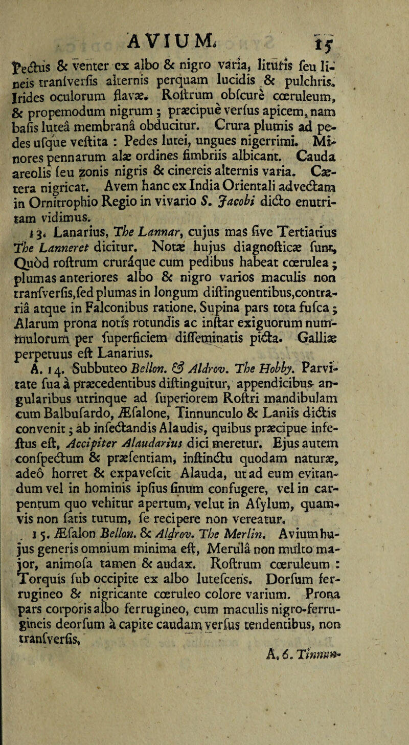 tf fedbis 8c venter cx albo & nigro vana, lituHs feu li¬ neis tranlverlis alternis perquam lucidis 8c pulchris. Irides oculorum flavse^ Roltrum obfcure coeruleum, & propemodum nigrum ; praecipue verfus apicem, nam bafis lutea membrana obducitur. Crura plumis ad pe¬ des ufque veftita : Pedes lutei, ungues nigerrimi. Mi¬ nores pennarum alae ordines fimbriis albicant. Cauda areolis (eu zonis nigris 6c cinereis alternis varia. Cae- tera nigricat. Avem hanc ex India Orientali advedtam in Ornitrophio Regio in vivario S, Jacobi didlo enutri¬ tam vidimus. 1Lanarius, The Lannar^ cujus mas five Tertiarius The Lanneret dicitur. Notae hujus diagnofticse funt. Quod roftrum crurdque cum pedibus habeat coerulea ; plumas anteriores albo & nigro varios maculis non tranfverfiSjfed plumas in longum diftinguentibus,contra¬ ria atque in Falconibus ratione. Supina pars tota fufca ; Alarum prona notis rotundis ac inftar exiguorum num- itiulofum per fuperficiem difTeQunatis pidta. Galliae perpetuus eft Lanarius. A. 14. Subbuteo Bellon, & Aldrov, The Hobhy, Parvi¬ tate fua a praecedentibus diftinguicur, appendicibus^ an¬ gularibus utrinque ad fuperiorem Roftri mandibulam cum Balbufardo, ^falone. Tinnunculo & Laniis didtis convenit; ab infedlandis Alaudis, quibus praecipue infe- ftus eft, Accipiter Alaudarius dici meretur. Ejus autem confpedtum & praefentiam, inftindtu quodam naturae, adeo horret & expavefcit Alauda, ut ad eum evitan¬ dum vel in hominis ipfius finum confugere, vel in car¬ pentum quo vehitur apertum, velut in Afylum, quam¬ vis non fatis tutum, fe recipere non vereatur. 15. ^falon Bellon. Sc Aldrov. The Merlin, Avium hu¬ jus generis omnium minima eft. Merula non multo ma¬ jor, animofa tamen & audax. Roftrum coeruleum : Torquis fub occipite ex albo lutefcehs. Dorfum fer¬ rugineo & nigricante coeruleo colore varium. Prona pars corporis albo ferrugineo, cum maculis nigro-ferru- gineis deorfum a capite caudana verfus tendentibus, non iranfverfis,