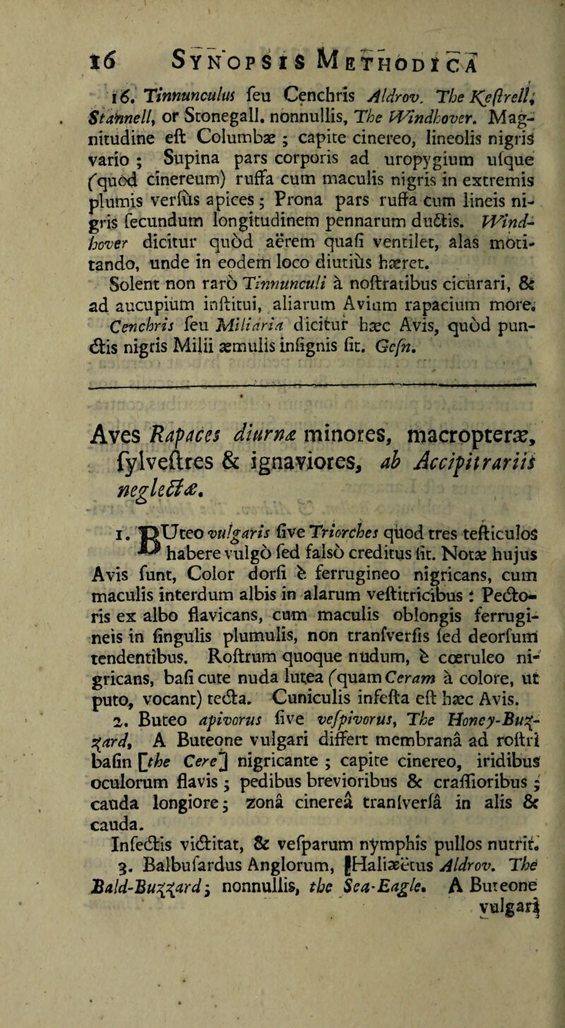 f 16, Tinnunculus feu Cenchris Aldrov. The K^eflrell; SuHnelly or Stonegall, nonnullis, The Windhover. Mag¬ nitudine eft Columbae ; capite cinereo, lineolis nigris vario ; Supina pars corporis ad uropygium uique ('quod cinereum) ruffa cum maculis nigris in extremis plumis verfiis apices ; Prona pars ruffa cum lineis ni¬ gris fecundum longitudinem pennarum duitis. Wind- ho^ver dicitur quod aerem quafi ventilet, alas moti¬ tando, unde in eodem loco diutiiis haeret. Solent non rar5 Tinnunculi a noftratibus cicurari, Sc ad aucupium inftitui, aliarum Aviam rapacium more. Cenchris feu Miliaria dicitur haec Avis, quod pun- dtis nigris Milii aemulis inlignis fit. Gcfn, Aves Rapaces duirnae minores, macropter^e, fylveftres & ignaviores, ah Accifnrariis negle^i^, 1. T>Uteo vulgatis five Triorches qiiod tres tefticulos habere vulgo fed falso creditus fit. Notae hujus Avis funt, Color dorfi ferrugineo nigricans, cum maculis interdum albis in alarum veftitricibus ; Pedto- ris ex albo flavicans, cum maculis oblongis ferrugi¬ neis in fingulis plumulis, non tranfverfis led deorfunl tendentibus. Roftrum quoque nudum, b coeruleo ni¬ gricans, baficute nuda lutea f quam b. colore, ut puto, vocant) tedta. Cuniculis infefta eft haec Avis. 2. Buteo apivorus five vefpivorusy The IJoncy-Bu:{-‘ ^ardt A Buteone vulgari di&rt membrana ad rottri bafin ^the Cere^ nigricante ; capite cinereo, iridibus oculorum flavis; pedibus brevioribus & craflloribus; cauda longiore; zona cinerea traniverfa in alis 8c cauda. Infedtis vidiritat, & vefparum nymphis pullos nutriri 3. Balbufardus Anglorum, jHaliaeecus Aldrov, The JBald-Bu:{:{ardi nonnullis, tbe Sea^Eagle, A Buteone yulgar^