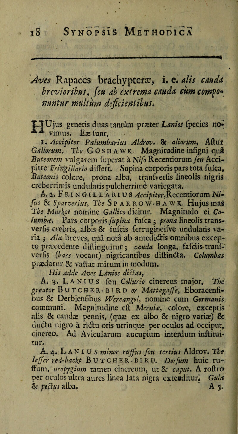 hreviorihus, [eu ah exirema cauda cum com^o^ mmtur multum deficientibus^ 13 Ujus generis duas tantum praeter Lanios fpecies no* vimus. Baefunt, I. Accipiter Palumbarius Aldrov. 8c aliorum^ Aftur Gallorum, The G O s H A w R. Magnitudine infigni qua Buteonem vulgarem Tuperat a Nifo Recentiorum feti Acci¬ pitre FringilUrio differt. Supina corporis pars tota fufca. Buteonis colore, prona alba, tranfverfis lineolis nigris creberrimis undulatis pulcherrime variegata. A. 2. FrinGillarius Recentiorum N/*' fus 8c Sparverius^ The Sparrow-hawk. Hujus mas The Musket nomine Gallico dicitur. Magnitudo ei Co- lumb<£. Pars corporisfufca;lineolis trans- verfis crebris, albis 8c fufcis ferrugineifve undulatis va¬ ria ; AU breves, qua nota ab antedidtis omnibus excep¬ to praecedente diftinguitur; cauda longa, fafciis^tranf- verlis {bars vocant) nigricantibus diftintfta. Columbas praedatur & vaftat mirum in modum. His adde Aves Lanios di hi as, A. 3. L A NI u s feu Collurio cinereus major, The greater Butcher-bird or Mattagajfcy Eboracenfi- bus 8c Derbienfibus FfdereangeU nomine ciim Germanis communi. Magnitudine eft MeruUy colore, exceptis alis & caudae pennis, (quae ex albo & nigro variae) & dudu nigro a ri(5l:u oris utrinque per oculos ad occiput, cinereo* Ad Avicularum aucupium interdum inftitui- tur. A. 4, Lanius minor rujfus feu tertius Aldrov* The lejjer red-backjt Butcher-BIRD. Dorfum huic ru- ftum, iirofygimn tamen cinereum, ut & caput. A roftro per oculos ultra aures linea lata nigra exteaditur* Gula hi pteius alba. ^ As*