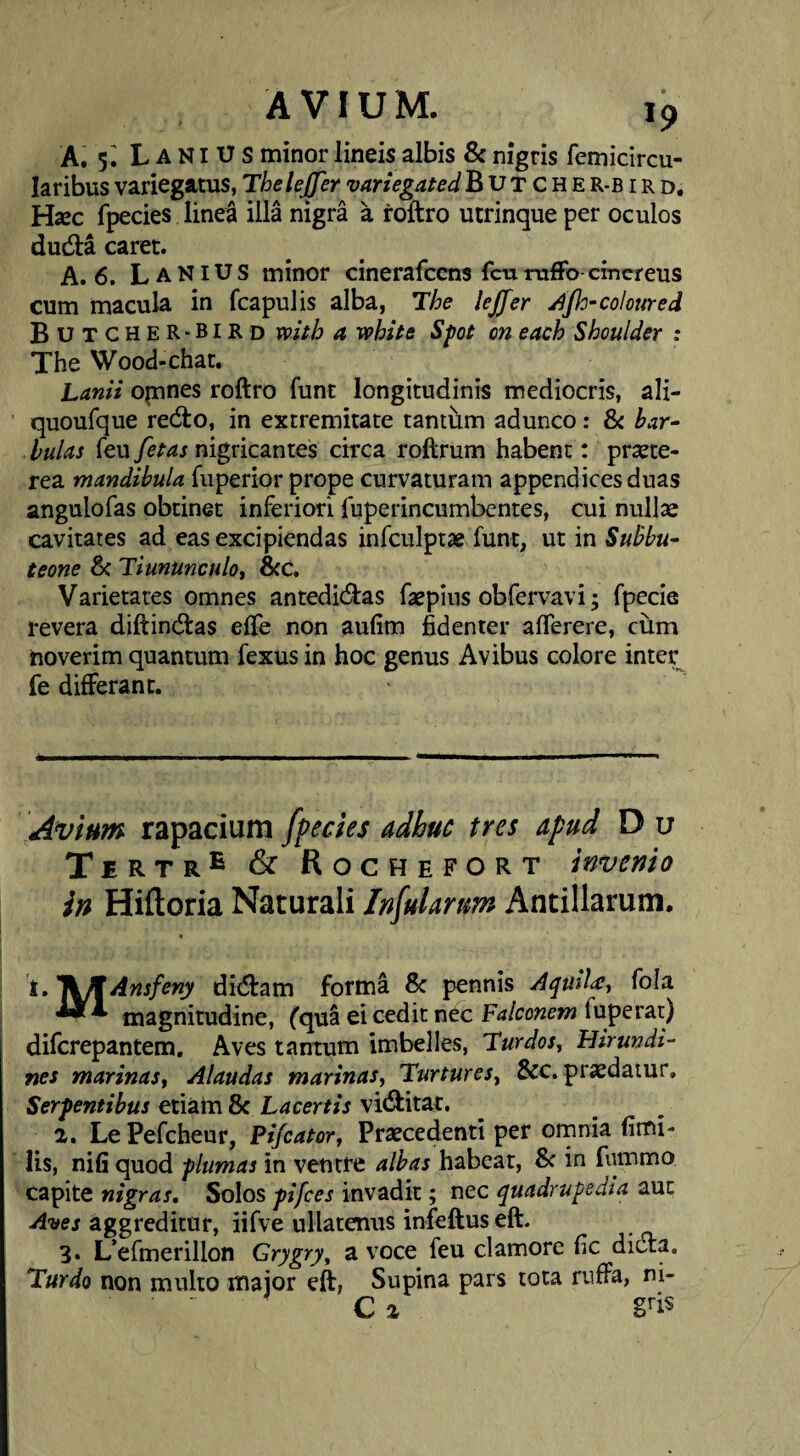 A. 5^ L A NI U s minor lineis albis & nigris femicircu- laribus variegatus, TheleJJer variegated B u T c H e r-b i r d, Hzec fpecies line§ illa nigra a foftro utrinque per oculos dudta caret. A. 6. Lanius minor cinerafccns fcu rufFo cmcreus cum macula in fcapulis alba, The lejjer Jjh^coloured ButcheR-bird mth a wbite Sfot on each Shoulder : The Wood-chat. Lanii opines roftro funt longitudinis mediocris, ali- quoufque redto, in extremitate tantum adunco: & bar- hulas feu fetas nigricantes circa roftrum habent: prsete- rea mandibula fuperior prope curvaturam appendices duas angulofas obtinet inferiori fuperincumbentes, cui nullae cavitates ad eas excipiendas infculptae funt, ut in Subbu^ teone Si Tiununculot &c. Varietates omnes antedidlas faepius obfervavi; fpecie revera diftindlas effe non aufim fidenter aflerere, cum noverim quantum fexus in hoc genus Avibus colore inter fe differant. Avium rapacium fpecies adhuc tres apud D u Tert & Rochefort invenio in Hiftoria Naturali Infularum Ancillarum. t.J^Ansfeny didram formi Sc pennis Aquila:^ fola magnitudine, fqua ei cedit nec fuperat) difcrepantem. Aves tantum imbelles, Turdos^ Hirundi¬ nes marinaSf Alaudas marinas. Turtures, &c. prodatur. Serpentibus etiam 8c Lacertis vidfitat. 2. Le Pefcheur, Pifcator, Praecedenti per ornnia fimi- lis, nifi quod plumas in ventre albas habeat, Sc in fummo capite nigras, Solos pifces invadit; nec quadrupedia aut Aves aggreditor, iifve ullatenus infeftus eft. 3* L’ermerillon Grygry, a voce feu clamore fic dicta. Turdo non multo major eft, Supina pars tota rviffa, ni- ■ ' C 2