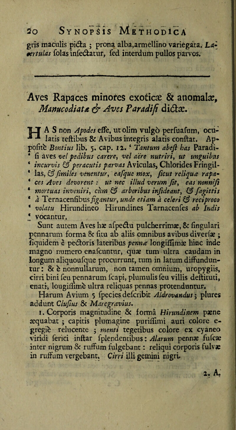 gris maculis pidla ; prona alba,armellino variegata. La» 0ertulas folas infectatur, fed interdum pullos parvos. Aves Rapaces minores exotica & anomala, Mamcodiata & Aves Faradif didta. 1«T A S non Apdes effe, ut olim vulgo perfuafum, ocii- •* ^ latis teftibus & Avibus integris alatis conftat. Ap- pofitb Bontius lib. 5. cap. 12. ‘ Tantum ahefl has Paradi- ‘ fi aves tel fedibus carere^ vel aere nutriri, ut un^uibm ‘ incurvis peracutis parvas Aviculas, Chlorides Fringil- * las, fimiles venentur, eafpue mox, ficut reliriu^ rapa» ‘ ces Aves devorent: ut nec illud verum Jit, eas nonniji * mortuas inveniri, ciim ^ arboribus infideant, & fagittis ‘ a Ternacenfibus^^^«^«r, unde etiam a celeri reciproco * volatu Hirundineo Hirundines Tarnacenfes ab Indis * vocantur. »• Sunt autem Aves hae afpedlu pulcherrimae, & fingulari pennarum forma 8: fim ab aliis omnibus avibus diverfae; fiquidem e pectoris lateribus penncC longiilimse hinc inde magno numero enafcuntur, quae tum ultra caudam in longum aliquoufque procurrunt, tum in latum diffundun¬ tur : & h nonnullarum, non tamen omnium, uropygiis, cirri bini feu pennarum fcapi, plumulis feu villis deftituti, enati, lougifiimb ultra reliquas pennas protenduntur. Harum Avium 5 fpecies defcribit Aldrovandus; plures addunt Clufius 8< Marcgravius* I. Corporis magnitudine 8c forma Hirundinem pxnc aequabat ; capitis plumagine purifllmi auri colore e- gregib relucente ; menti tegetibus colore ex cyaneo viridi ferici inftar fplendentibus: Alarum pennae fufcae inter nigrum 8c ruffum fulgebant: reliqui corporis fulvae in ruffum vergebant, Qirri illigemini nigri.