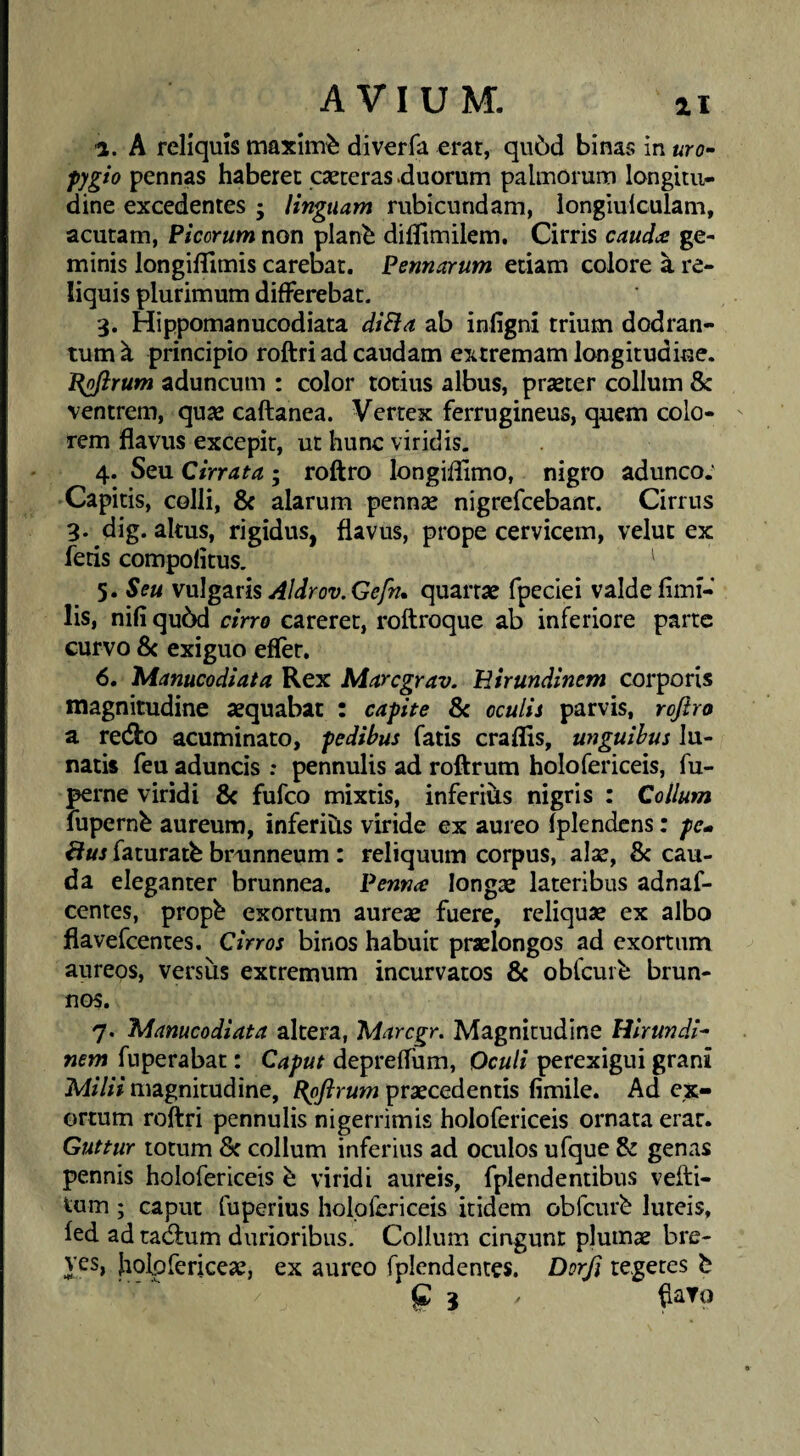 1. A reliquis maximi diverfa erat, qu5d binas in uro- pygio pennas haberet cseceras duorum palmorum longitu¬ dine excedentes ; linguam rubicundam, longiulculam, acutam, Picorum non plan^ diflimilem. Cirris caudee ge¬ minis longiflimis carebat. Pennarum edam colore a re¬ liquis plurimum differebat. 3. Hippomanucodiata diSla ab infigni trium dodran- tum ^ principio roftri ad caudam extremam longitudine. ^ofirum aduncum : color totius albus, praeter collum 8c ventrem, quae caftanea. Vertex ferrugineus, quem colo¬ rem flavus excepit, ut hunc viridis. 4. Seu Cirrata; roftro longifllmo, nigro adunco; Capitis, colli, & alarum pennae nigrefeebant. Cirrus 3. dig. altus, rigidus, flavus, prope cervicem, velut ex feris compofitus. ^ 5. Seu Aldrov.Gefn, quartae fpeciei valdefimi- lis, nifi qu6d cirro careret, roftroque ab inferiore parte curvo 8c exiguo efler. 6. Manucodiata Rex Maregrav. Hirundinem corporis magnitudine aequabat : capite & oculis parvis, roftro a redlo acuminato, pedibus fatis craflis, unguibus lu¬ naris feu aduncis ; pennulis ad roftrum holofericeis, fu- perne viridi & fufeo mixtis, inferiiis nigris : Collum lupernb aureum, inferihs viride ex aureo fplendcns: pcm Bus faturatb brunneum : reliquum corpus, alae, & cau¬ da eleganter brunnea. Pennae longae lateribus adnaf- centes, propb exortum aureae fuere, reliquae ex albo flavefeentes. Cirros binos habuit praelongos ad exortum aureos, versiis extremum incurvatos & oblcurb brun- nos. 7. hianucodiata altera, Marcgr, Magnitudine Hirundi¬ nem fuperabat: Caput depreffum, Oculi perexigui grani Milii magnitudine, Roftrum praecedentis fimile. Ad ex¬ ortum roftri pennulis nigerrimis holofericeis ornata erat. Guttur totum S: collum inferius ad oculos ufque & genas pennis holofericeis ^ viridi aureis, fplendentibus vefti- Vum ; caput fuperius holofericeis itidem obfcur^ luteis, ied ad radium durioribus. Collum cingunt plumae bre¬ ves, holofericeae, ex aureo fpicndenres. Dorft tegetes b P 3 ' flavo