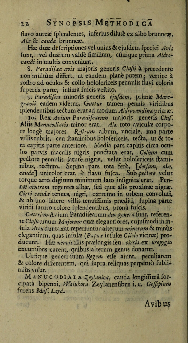 S Y N oi SI s Method I C A flavo aureae fplendentes, inferius dilutb ex albo brunneae. Alce 8c cauda brunneae. Hae duae defcriptiones vel unius 8cejurdemfpeciei Avis funr, vel duarum valdb limilium, cumque prima va7tdi in multis conveniunt. 8. Paradifcea avis majoris generis Clujii ^ precedente non multum diiFerr, ut eandem plane putem; vertice ^ roftro ad oculos & collo holofericeis pennulis flavi coloris liiperna parte, infima fufcis veftito. 9. Paradifcea minoris generis ejufdemy primae Mare» gravii eadem videtur'. Guttur tamen pennis viridibus fpiendentibus tecflum erat ad modum Aldrovandinaipnmx , 10. Kqk Avium Par adife arum majoris generis Cluf, Aliis Manucodiatis minor erat. AU toto aviculae corpo¬ re longb majores. Pcflrum album, unciale, ima parte villis rubris, ceu flaminibus holofericeis, tedla, ut & to« ta capitis parte anteriore. Media pars capitis circa ocu¬ los parvis maculis nigris pundlata erat. Collum cum pedlore pennulis fature nigris, velut holofericeis flami¬ nibus, teeflum. Supina pars tota ferb, {jdorfum, aU, cauda'] unicolor erat, b flavo fufea. Sub feriore veluc torque atro digitum minimum lato infignita erat. Pen¬ nae ventrem tegentes albae, fed quae alis proximae nigrae. Cirri caudee tenues, nigri, extremo in orbem convoluti. Si ab uno latere villis tenuifiTimis praediti, fupina parte viridi faturo colore fpiendentibus, prona fufcis. Cceteriim-hvium Paradifearum duo genera {unt, referen¬ te C4y/o,unum Majorum qvix elegantiores, cujufmodi in in¬ fula .r^m/duntaxat reperiuntur alterum minorum & minhs elegantium, quas inlul^e {Pajjuce infuloe Cilolo vicinae) pro¬ ducunt. Hae nervis illis praelongis feu cirris ex uropgio exeuntibus carent, quibus alterum genus donatur. Utrique generi fuum Pegem efle aiunt, peculiarem colore differentem, qui lupra reliquas perpetuo fubli- mihs volat. ManucOdiata l^eylanica, cauda longifTim^ for- cipata bipenni, PValuhora Zeylanenfibus i. e, GoJJipiuin furens Muf Le;'d, Avib us
