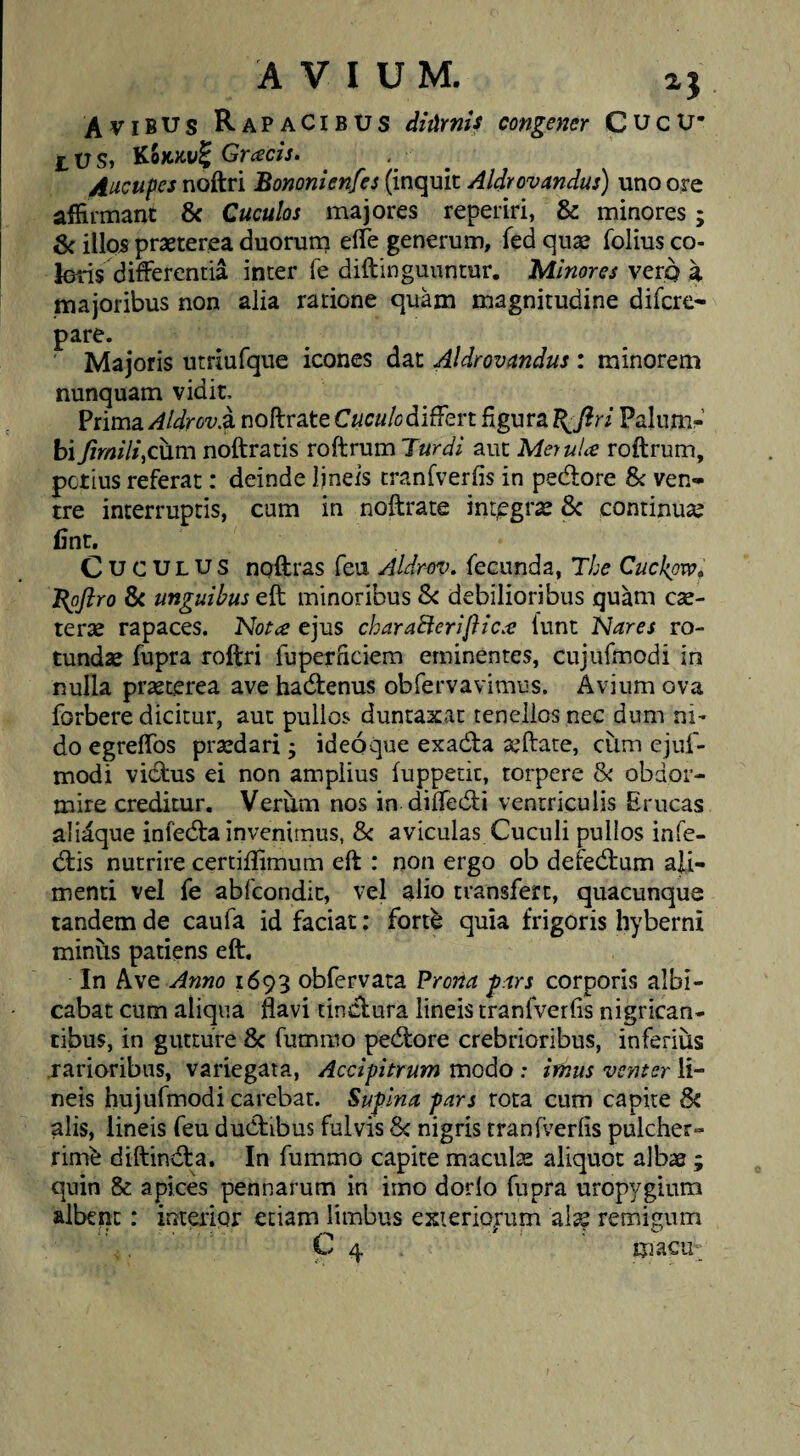 Avibus Rapacibus diurnis congener Cucu¬ lus, Grcecis. . ^ Aucupes noftri Bomnienfes (inquit Aldrovandus) uno ore affirmant 8c Cuculos majores reperiri, & minores; & ilIo5 praeterea duoruni eife generum, fed quae folius co¬ leris differentia inter fe diftingunntur. Minores verp a majoribus non alia ratione quam magnitudine difcre- pare. ' Majoris utriufque icones dat Aldrovandus : minorem nunquam vidit. Prima Aldrov.i noftrate C«e«/odiffert figura ^firi Palum-’ hifirnili^c\xm noftratis roftrum Turdi aut Merula roftrum, pctius referat: deinde Ijneis tranfverfis in pedlore & ven¬ tre interruptis, cum in noftrate integrae 8c continuae Cnt. Cuculus nqftras fea AldrM>. fecunda, The Cuckpw^ J{pftro & unguibus eft minoribus debilioribus quam cae- terae rapaces. Nota ejus charaBeriJlica funt Nares ro¬ tundae fupra roftri fuperFiciem eminentes, cujufmodi in nulla praeterea ave hadtenus obfervavimus. Avium ova forbere dicitur, aut pullos duntaxat tenellos nec dum ni¬ do egreffos praedari; ideo que exacfta aeftate, cum ejuf- modi vi<ft;us ei non amplius fuppetit, torpere & obdor¬ mire creditur. Veriim nos in diffed:i ventriculis Erucas alidque infecfta invenimus, & aviculas Cuculi pullos infe- (ftis nutrire certiffimum eft : non ergo ob defedium ali¬ menti vel fe abfeondit, vel alio transfert, quacunque tandem de caufa id faciat: forte quia frigoris hyberni minus patiens eft. In Ave Anno 1693 obfervata Prona ^ars corporis albi¬ cabat cum aliqua flavi tinefura lineis tranfverfis nigrican¬ tibus, in gutture 8c fummo pedfore crebrioribus, inferius jarioribiis, variegata. Accipitrum modo : imus venter li¬ neis bujufmodi carebat. Supina pars rota cum capite alis, lineis feu dudtibus fulvis Se nigris tranfverfis pulcher¬ rimi diftindla. In fummo capite maculae aliquot albae; quin & apices pennarum in imo dorlo fupra uropygium albent: interior etiam limbus exieriofum alae remigum C 4 . macu-;