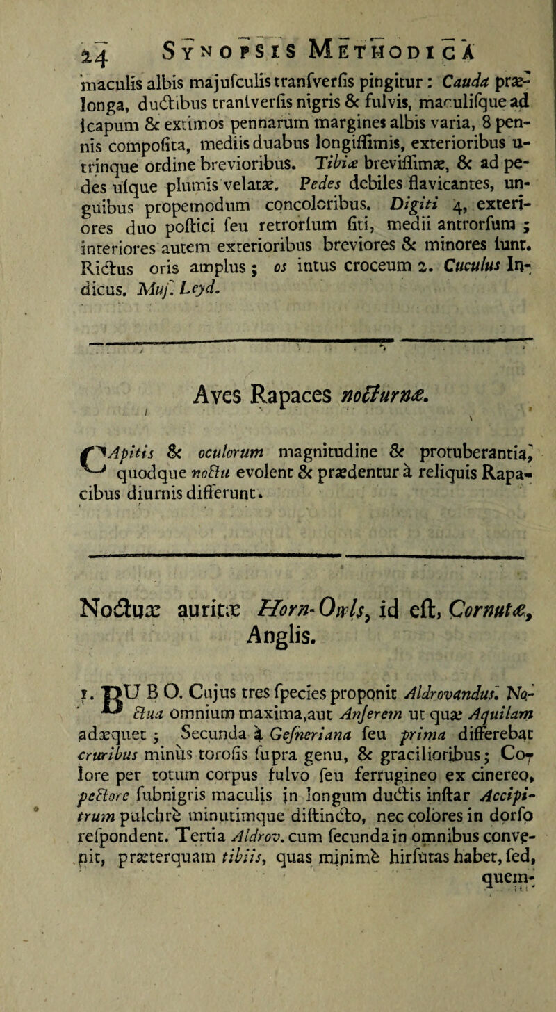 Synopsis Methodica 'maculis albis majufculistranfverfis pingitur: Cauda prse- longa, dudibus tranlverfis nigris & fulvis, marulifquead Icapum 8c extimos pennarum margines albis varia, 8 pen¬ nis compofita, mediis duabus longiflimis, exterioribus u- trinque ordine brevioribus. Tihi<e breviflimae, 8c ad pe¬ des iilque plumis velatae. ?edes debiles flavicantes, un¬ guibus propemodum concoloribus. Digiti 4, exteri¬ ores duo poftici feu retrorlum fiti, medii antrorfuna ; interiores autem exterioribus breviores & minores lunt. Ridus oris amplus ; os intus croceum %. Cuculus In¬ dicus, Muf. Leyd. Aves Rapaces no6iurn<e. \ f^Apitis 8< oculorum magnitudine & protuberantia^ ^ quodque noElu evolent & praedentur k reliquis Rapa¬ cibus diurnis differunt. Nodlqa: auriCi^ Horn-Owls^ii Anglis. I. T>U B O. Cujus tres fpecies proponit Aldrovandusi Na- AJ omnium maxima,aut Anjerem ut qua; Aquilam adaequet ^ Secunda k Gefneriana feu prima differebat cruribus miniis torofis fupra genu, & gracilioribus; Cor lore per totum corpus fulvo feu ferrugineo ex cinereo, peBore fubnigris maculis jn longum dudis inftar Accipi- pulchrb minutimque diftindo, nec colores in dprfp refpondent. Tertia Aldrov, cnm fecunda in omnibus conve- .pic, praeterquam quas mipimb hirfuras habet, fed, quern-