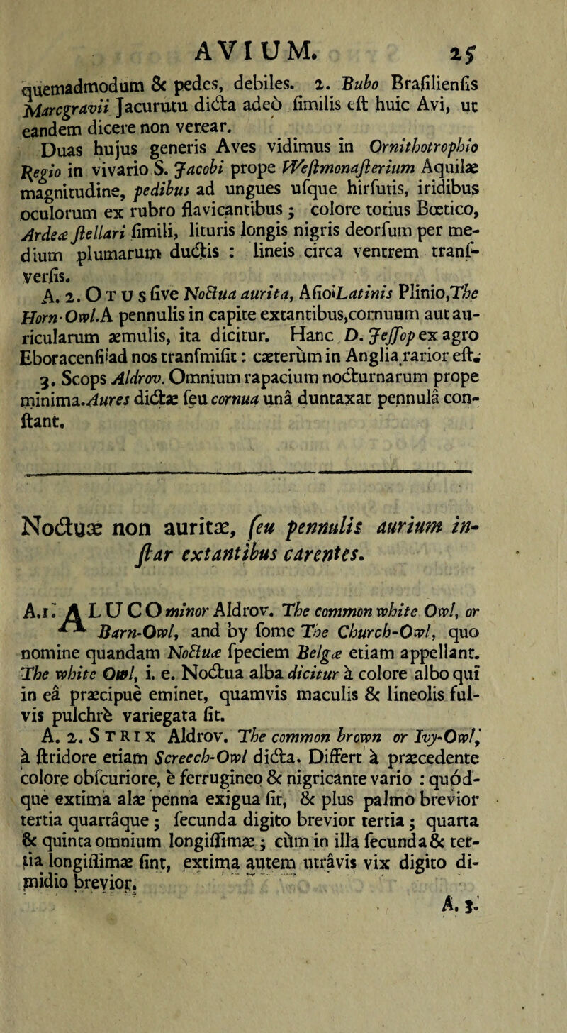quemadmodum 8c pedes, debiles. 2. BraHlienlis Marcgravii Jacurutu dida adeo (imilis eft huic Avi, uc eandem dicere non verear. Duas hujus generis Aves vidimus in Qrnithotro-phio J{egio in vivario S. Jacobi prope fVeftmonaflenum Aquilae magnitudine, pedibus ad ungues ufque hirfuiis, iridibus oculorum ex rubro flavicancibus; colore totius Boetico, Arde£e ftellari limili, lituris longis nigris deorfum per me¬ dium plumarum dudjtis : lineis circa ventrem tranf^ verfis. A. 2. O T u s live NoBua aurita, kdolLatinis Plinio, Horn Owl.h pennulis in capite extantibus,cornuum aut au¬ ricularum aemulis, ita dicitur. Hanc D. ex agro Eboracenfiiad nos tranfmific: caeteriim in Anglia rarior efl:.^ 3. Scops Aldrffv. Omnium rapacium nodlurnarum prope minima./iwrej didtae (eu cornua una duntaxat pennula con¬ dant. Noduae non auritae, feu penmlis aurium iu- ftar extantibus carentes. A.ii^ALUCO minor AIdrov. The common vohite Owl, or Barn-Owl, and by forne The Church-Owl, quo nomine quandam NoBu^e fpeciem Belgce etiam appellant. The vohite Qwl, i. e. Nodtua alba dicitur a colore albo qut in ea praecipue eminet, quamvis maculis & lineolis ful¬ vis pulchrb variegata fit. A. 2. S T RIX AIdrov. The common hrovon or Ivy-Owfj ^ ftridore etiam Screech-Owl didla. Differt k praecedente colore obfcuriore, h ferrugineo 8c nigricante vario : quod¬ que extima alae penna exigua fit, Sc plus palmo brevior tertia quarraque; fecunda digito brevior tertia; quarta 6c quinta omnium longiflimae; chm in illa fecunda & tec- fia longiflimae fint, extima autem utravis vix digito di- piidio breviop, A. j.