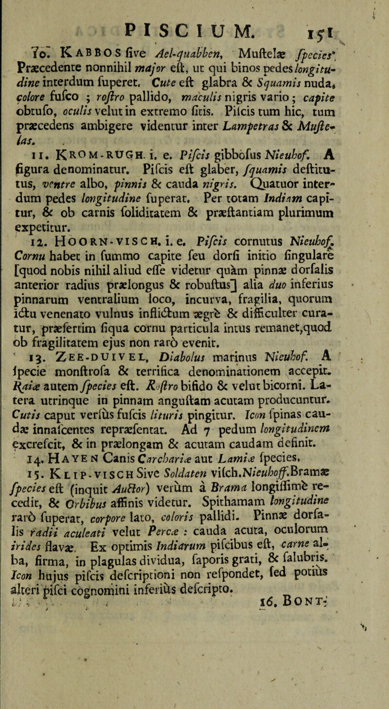• ^ 7o: Kabbos five AeU^uahhen, Muftelse fpecies*, Praecedente nonnihil major eft, ut qui binos fcdeslongitu¬ dine interdum fuperet. Cute eft glabra & Squamis nuda* colore fuico ; roflro pallido, maculis nigris vario; capite obtufo, oculis velut in extremo fitis. Pileis tum hic, tum praecedens ambigere videntur inter Lampetras & Mujie- las, 11. KR^m-rugh. i, e. PzTc/V gibbofusA figura denominatur. Pifeis eft glaber, fquamis deftitu- tus, ventre albo, pinnis & cauda nigris, Quatuor inter¬ dum pedes longitudine fuperat. Per totam Indiam capi¬ tur, & ob carnis foliditatem & praeftantiam plurimum expetitur. 12. Hoorn-VISCH. i. e. Pifeis cornutus Hieubof^ Cornu habet in fummo capite feu dorfi initio lingulare [quod nobis nihil aliud effe videtur quam pinnae dorfalis anterior radius praelongus 8c robuftus] alia duo inferius pinnarum ventralium loco, incurva, fragilia, quorum idlu venenato vulnus inflitftum aegrb & difiiculter cura¬ tur, praefertim liqua cornu particula intus remanet,quod ob fragilitatem ejus non rar6 evenit. ' 13. Zee-duivel, Diabolus marinus I^ieuhof. A Ipecie monftrofa & terrifica denominationem accepit. l{ai<e autem fpecies eft. Roftro bifido velut bicorni. La¬ tera utrinque in pinnam anguftam acutam producuntur. Cutis caput verfiis fufeis lituris pingitur. Icon fpinas cau¬ dae innafeentes repraefentat. Ad 7 pedum longitudinem excrefeit, & in praelongam 8c acutam caudam definit. 14. H A YE N Canis Carchari^e aut Lamice fpecies, I 15.Klip-VISCH Sive Soldaten viich.Nieuhofihramx ; fpecies (inquit AuHor) verum a longiftimb re¬ cedit, Sc Orbibus affinis videtur. Spithamarn longitudine ; rar6 fuperat, corpore lato, coloris pallidi. Pinnae dorla- I Iis radii aculeati velut Perccc : cauda acuta, oculorum irides flavae. Ex optimis Indiarum pifeibus eft, carne al¬ ba, firma, in plagulas dividua, faporis grati, & falubris. Icon hujus pifeis deferiptioni non refpondet, fed potius alteri J)ifci cognomini inferius deferipro. l, 16, BONT-;