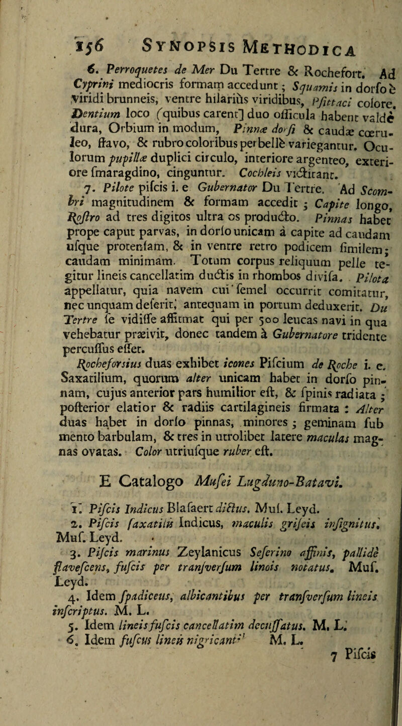 €» Perroquetes de Mer Du Terere & Rochefort. Ad Cyprini mediocris formam accedunt; Squamis in dorfo h \iridi brunneis, ventre hiiariiis viridibus, i^fittnei colore. 'Dentium loco ('quibus carent] duo officula habent valde* dura, Orbium in modum, Pinnae dor fi & caudse coeru¬ leo, ffavo, 8c rubro coloribus per bell^ variegantur. Ocu¬ lorum pufillae duplici circulo, interiore argenteo, exteri¬ ore fmaragdino, cinguntur. Cochleis VKfticanc. 7. Pilote pifeis i. e Gubernator Du lertre. Ad Scom^ Iri magnitudinem & formam accedit • Capite longo, ^pftro ad tres digitos ultra os produdlo. Pinnas habet prope caput parvas, in dorlo unicam a capite ad caudam ufque protentam, & in ventre retro podicem limilem* caudam minimam. Totum corpus reliquum pelle te¬ gitur lineis cancellatim dudtis in rhombos divifa. Pilota. appellatur, quia navem cui'femel occurrit comitatur, nec unquam deferit ’ antequam in portum deduxerit. Du Tertre fe vidiife affitmat qui per 500 leucas navi in qua vehebatur praeivit, donec tandem k Gubernatore tridente percuffus elfet. P{pcheforsius duas exhibet icones Pifeium de ^oche i. e. Saxatilium, quoruna alter unicam habet in dorfo pin¬ nam, cujus anterior pars humilior eft, & fpinis radiata ; pofterior elatior 8c radiis cartilagineis firmata : Alter duas habet in dorlo pinnas, minores • geminam fub mento barbulam, & tres in utrolibet latere maculas mag¬ nas ovatas. Color utriufque ruber eft. E Catalogo Mufei Lug^mo-BatavL 1. Pifeis Indicus P>\2.(cLtndiBus. Mul. Leyd. 2. Pifeis faxatiiis Indicus, maculis grijeis infignitusi Muf. Leyd. 3. Pijcis marinus Zeylanicus Seferino affnis, pallide flavefeenSf fufeis per tranjverjum limis notatus, Muf. Leyd. 4. Idem fpadiceuSf albicantibus per tranfverfum lineis inferiptus. M. L. 5. Idem lineis fufeis cancellatim deciiffatus, M. L.’ j 6. Idem fufeus lineis nigricant*' M. L. I '7 Pifeis I