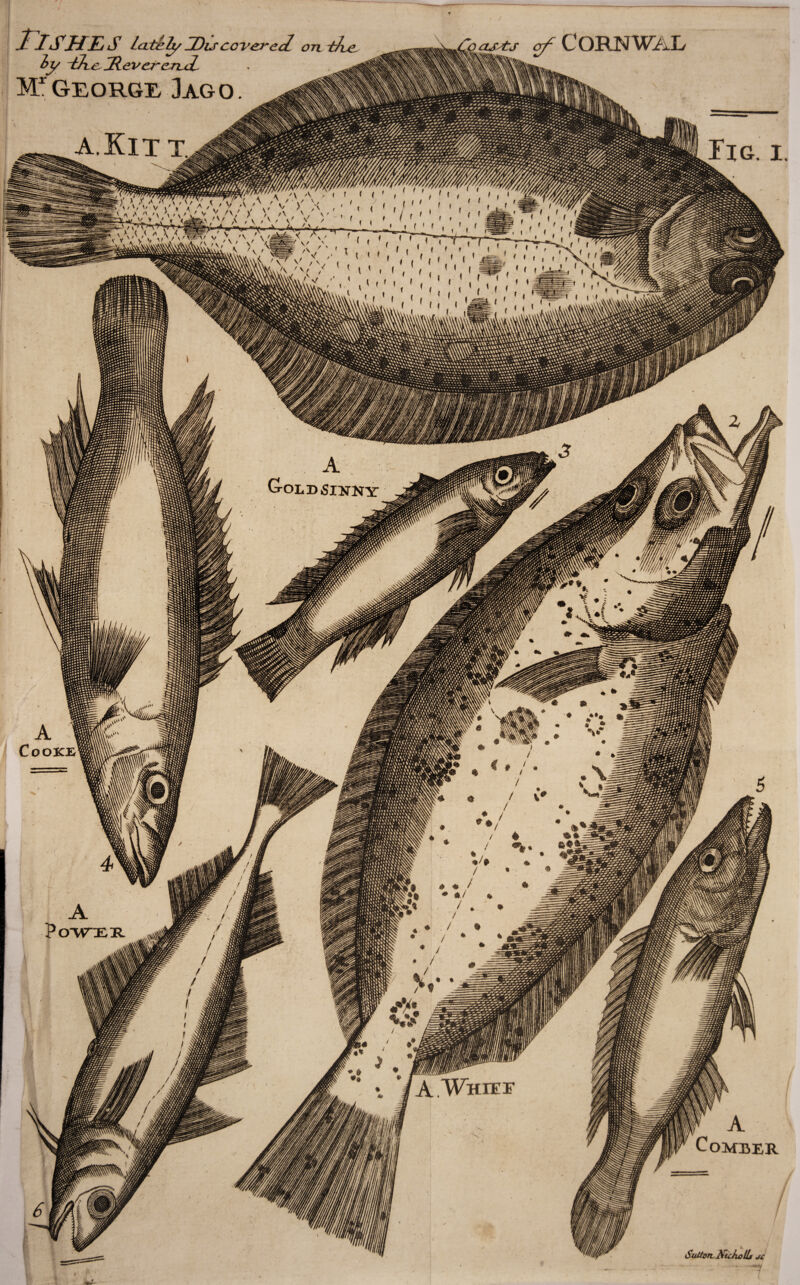 Jl ISHEiS Icti^h/IDucovereJ. orv-tfte. oy 'tn^e^ ^evcj^cn^a^ M^georgi, ]ago, AKitx ^ CORNWAL ?>, .'.,vvvv V' A-\'^,-' >■ > ,■'. . ','' ' ‘, >^' w^.‘ Ay-' . /y'V f r » X < ( f « I > » f A GoLDSiiTNY Tig i. A Cooke’ >•*, V ♦ >*i 4. A Po-MTER I 'y / / «iv %* # ♦ / • / ;>‘5 «} / / • • *• * A.Whief A CoMBER 6 SuitofLKickoiL J£