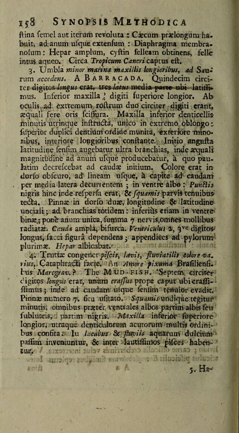 ftina fetnel aut iterum revoluta : Caecum praelonguai ha¬ buit, ad; anum ufque extenfum ; Diaphragma membra- noium: Hepar amplum, cyftin felleam obtinens, felle intus aqueo. Circa Tropicum Cancri captus eft. 3. Umbla minor marina maxillis longioribus, ad S<«u- rum accedens, A BaRRacada, Quindecim circi¬ ter dlghos^iongus eratr i»edift>p*if>ee>'ubi- latiii»^ mus. Inferior maxilla ^ digiti fuperiore longior. Ab oculis, ad extremum, roftrum dud circiter digiti erant, sequali fere oris fcillura. Maxilla inferior denticellis minutis utrinque inftfudta, unico in extremo oblongo* fiiperior duplici dentium orditie munita, exteriore mino¬ ribus, interiore longioribus conftante. Initio angufta latitudine fenfim augebatur ultra branchias, inde sequali magnitudine ad anum ufque producebatur, a quo pau- latim dccrefcebat ad caudae initium. Colore erat in dorfo obfcuro, ad lineam ufque, h capite ad^ caudam per media latera decunentem ; in ventro albo : Pungis nigris hinc inde refperfa erat , Zcfquamis parvis tenuibus^ tedla. Pinnae in dorfo duae, longitudine latitudine unciali,; ad branchias totidem : inferiiis etiam in ventre binae.; ponb anum unica, fumma 7 nervis,omUes mollibus radiataSi Cauda ampla^ bifurca. Ventriculus digitos^ longus, faeci figura dependens; appendices ad pyloruna plurimae. albicabat.- 4. Truttx eongeikrpzyc/j, Uvis, fluviatilis dolore-va^ vius,. Cataphracfli facie, hn Amore fixum4 Brafilienfi- tus' Marc^av, ? The M UD - fi s h. 'Septem, circirer digitos longus tv2t, imum prope caput ubicraffi-- flimus; inde ad caudam ni que lenfim teUUiOr evadit. Pinnse nutnero 7. fitu ufitato. undique tegitur minutis, omnibus praeter ventrales albos partim albis feu fubluceiSy j partim nigris. Maxilla inferioi* fopfcriore longior, utraque denticulofiam acutorum ^multis Ordini¬ bus confita; Iu lacubits ^] ftmiis aqiiafuiri dulciuiti ^ palfim iaveniuntur, & inter kutifiiijiios p^^es haben- ’