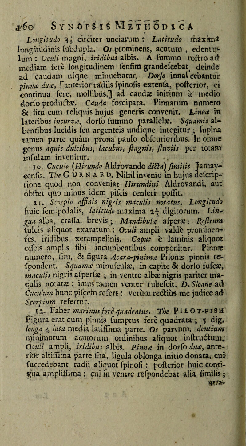 Longitudo 3i cirdtcr unciarum : Latitudo dbaximiS longitudinis (ubdupla. Os prominens, acutum , edentu»- Kim : Oculi magni, iridibus albis. A fummo roftro ad mediam fere longitudinem fenfiiti grandefccbat^ deinde ad caudam ufque minuebatur. Dorfo innai ecbantur pnu<£ duiC, [^anterior ra‘diis fpinofis extenfa, pofterior, ei continua fere, mollibus,] ad caudae initium k medio dorfo produdfae. Cauda forcipata. Pinnarum numero Sc litu cum reliquis hujus generis convenit. Linea m lateribus incurva, dorfo fummo parallelae. Squamis al¬ bentibus lucidis {eu argenteis undique integitur 5 fiipina tamen parte quam prona paulo obfcurioribus. In omne genus aquis dulcibus^ Incubus,' fiagnis,- fiuviis per totam infulam invenitur. 10. Cuculo {Hirundo k\drov2.n6LO dsEla) fimilis Jamay- cenfis. The G u R N A R D, Nihil invenio in hujus deferip- tione quod non conveniat Hirundini Aldrovandi, aut obftet qUo minus idem pifeis cenleri polTit. 11. Scorpio affinis nigris maculis notatus. Longitudo huic fem;pedalis, laiitiido maxima 2^ digitorum. Lin^ gua alba, cralTa, brevis; Mandibula afperae .♦ B^Jlrttm Iuleis aliquot exaratum: Oculi ampli valdb prominern fes, iridibus xerampelinis. Caput h laminis aliquot olfeis amplis libi incumbentibus componitur. Pinnae numero, liuu, & figura Acara^pinima Pifonis pinnis re> fpondent. Squama minufcul^, in capite & dorfo fufeae, maculis nigris aiperfae ; in ventre albae nigris pariter ma¬ culis notatae : imus tamen venter rnbefcit. D,Sloane ad Cuculum hunc pifcerrv refert: verum redtius me judice ad Scorpium refertur. I z. Faber marinus fere quadratus, The plLOT-FiSH Figura erat cum pinnis-fumptus fere quadrata ; 5 dig. longa 4 lata media latifllma parte. Os parvnm, dentium rninimorum acutorum ordinibus aliquot inftrudlum. Osuli ampli, iridibus albis. Pinna in dorfo dua, ante- riclr altifiima parte fita, ligula oblonga initio donata, cui fuccedebant radii aliquot fpinofi : pofterior huic conti¬ gua amplifiima: cui in ventre refpondebat alia fimilis;