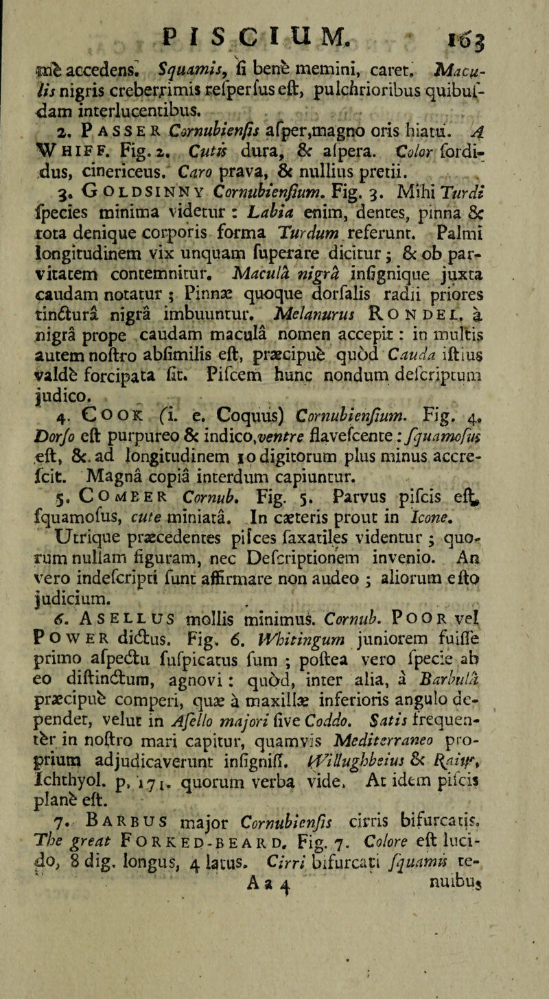 accedens^ Squamis, fi bene memini, caret. Macu¬ lis nigris creberfimis refperfus efi:, pulchrioribus quibui- dam interlucentibus. 2, Passer Cornuhienfis afper,magno oris hiatii. A W HiFF. Fig. a. Cutss dura, 8c a {pera. O/or fordi- dus, cinericeus. Caro prava, 8c nullius pretii. 3, Goldsinny Cornubienfium. Fig. 3. Mihi Turdi fpecies minima videtur: Labia enim, dentes, pinna tota denique corporis forma Turdum referunt. Palmi longitudinem vix unquam fuperare dicitur; 8c ob par¬ vitatem contemnitur, Macul^ nigrh infignique juxta caudam notatur ; Pinnae quoque dorfalis radii priores tindiura nigra imbuuntur. Melanurus Rondei. a nigra prope caudam macula nomen accepit: in multis autem noftro abfimilis eft, praecipui quod iftius valdfe forcipata fit. Pifcem hunc nondum defcriptuni judico. 4. COOK (i, c. Coquus) Cornuhienjium. Fig. 4, Dorjo eft purpureo Sc mddco,ventre flavefcente; fquamofui eft, 8c. ad longitudinem 19 digitorum plus minus accre- fcit. Magna copia interdum capiuntur. 5. Come ER Cornub» Fig. 5. Parvus pifcis e^^ fquamofus, cute miniata. In caeteris prout in Icone, Utrique praecedentes pilees faxatiles videntur ; quo¬ rum nullam figuram, nec Deferiptionem invenio. An vero indeferipti funt affirmare non audeo 3 aliorum efto judicium. 6, Asellus mollis minimus. Cornuh. Poor vel Power didtus. Fig. 6. IVhithigum juniorem fuifle primo afpedu fufpicatus fum ; poftea vero fpecie ab eo diftindtum, agnovi: quod, inter alia, a BarhuLt praecipub comperi, quae a maxillae inferioris angulo de¬ pendet, velut in Afello majori five Coddo. Satis frequen¬ ter in noftro mari capitur, quamvis Mediterraneo pro¬ prium adjudicaverunt infignifi. IjTillughbsius Si Ichthyol. p. 171. quorum verba vide. At idem piicis plan^ eft. 7. Barbus major Cornubienfis cirris bifurcatis, The great Forked-BEARD, Fig. 7. Colore eft luci¬ do, 8 dig, longus, 4 latus. Cirri bifurcaii fjuamu re- A a 4 nuibuj