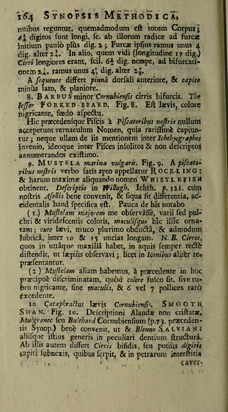 nuibus teguntur, quemadmodum cft totum Corpus?; digitos funt longi, fc. ab illorum radice ad furcaft initium paulo pliis dig. a ; Furcae ipfius ramuf unus 4 dig. alter aid In alioj quem vidi (longitudine 17 digj Cirri longiores erant, fcil. 6^ dig. nempe, ad bifurcati¬ onem ai» ramus unus 41 dig. alter 2^. A fequente differt fima dorfali anteriore, & cafitt miniis lato, 8c planiore,. 8. Barbus minox'Cormhienjls cirris bifurcis. The feffer F o R K E D - B B A D. Fig, 8. Eft laevis, colore uigricante, foedo afpedlu. Hic pr«ceden(que Pileis \ Tifcatoribus pojiris ouUuni acceperunt vernaculum Nomen, quia rariflim^ 6apilin- tur; neque ullam de iis mem\oncm intev Jchthyographos invenio, ideoque inter Pifees infolitos 6c non deK:ripto$ annumerandos exiftimo. 9. Mustela marina vulgartsi. Fig. 9. hfifcato» yihus noflris verbo f^tis apto appellatur Rocr-l ING : & harum maximae aliquando nomen WHiSTLE?iSrt obtinent. Deferiftio in JfiUugh, Ichth, f, 12i. curn noftris ofellis bene convenit, & liqua iit differentia, ad- ddentalis haud fpecifica eft. Pauca de his notabo. (T.) Muftelam majqrem me obfervalTe, vatii fed pul¬ chri & viridefeentis coloris, maculif^^ut: hic iliic orna¬ tam ; cute laevi, muco plurimo obdudfa, 8c admodum, lubrici, inter ic & 15 uncias longam. N.B. Cirros^ quos in utr^iie maxilla habet, in aquis femper red^ diftendit, ut faepius obfervavi y licet in Uonihus re« praefentantur. (2) Mufielam aliam habemus, ^ pi-?ecedente in hoc praecipuh'dircriminatam, qu6d colore fulco fit, five ru¬ bro nigricante, fine rnaculis^ & 6 vel 7 pollices rard excedente. jo. CataphraFtus laevis Cornuhlenff, SMOpTl^ S H A N. Fig. Io. Deferiptioni Alaudae non criftatae, Mufgranoc feu Cdrnubicnfium (p.73. praeceden¬ tis Synop.) ben^ cpnvenit, ut Sc Blenno S.A l v i a N i aliirqne iftins generis in peculiari dentium ftrudura. Ab illis autem differt Cirris bifidis, feu potii^s digitis^ fCapiti f^bnexis, quibus fctpic, 8c in petrarum jhterffitia . • M- , . , ‘ ‘ caver^ i »