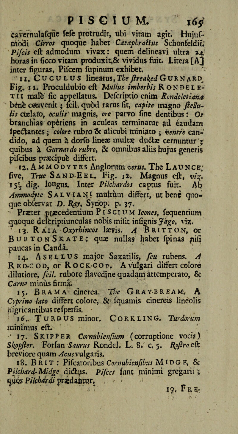 cavcrnulafque fefe protrudir, ubi vitam agit.' Hujuf- ihbdi Cirros quoque habet CataphraBm Schonfeldii, Pifch eft admodum vivax: quem delineavi ultra 24. horas in ficco vitam produxit,8c vividus fuit. Litera [A] inter figuras, Pifcem fupinum exhibet. - II. Cuculus lineatus, ftreaked GurnaRd Eig. II. Procuidubio eft Mullus imberbis Kon dele¬ tu malb fic appellatus. Defcriptio enim Rondeletiana bcnb convenit; fcil. qu5d rarus fit, capite magno ///ctBiafo, magnis, ore parvo fine dentibus: Os branchias operiens in aculeas terminatur ad Caudam Ipedlantes; colore rubro ^ alicubi miniato 5 Ventre can¬ dido, ad quem ^ dorCo lineae multae du6lae cernuntur 5 quibus ^ Gurnardo rubrot & omnibus aliis hujus generis pifcibus praecipub differt. IX, Ammodytes Anglorum verus, The LAUNce; five, True Sand Eel. Fig. ii. Magnus eft, vi^, '15L dig. longus. Inter Pilchardos captus fuit. Ab Ammodite Salviai^i multum differt, ut bene quo¬ que oblervat D. P(ay, Synop: p. 37. Praeter praecedentium Pis ct u m fequentium quoque delCriptiunculas nobis mifit infignis Jago, viz. 13. R AIA OxyrhincQs laevis. A Britton, or BurtonSkate: qu« nullas habet fpinas pifi paucas in CaudL ' ' ■ 14. Asellus major Saxatilis, feu rubens. A R E D-c o D, or R O c K'C o D, A vulgari differt colore dilutiore, fcil. rubore ftavedjne quadam attemperato, & Carns minixs firma. '' 15. B R A M A' cinerea. The G R A y B R £ A A Cyprino lato differt colore, & fquamis cinereis lineolis nigricantibus re fperfis. 16., Turdus minor. Corkling. Turdorum minimus’ eft.’ ^ ‘ 17. Skipper Cornubieyifmm (corruptione vocis) Skppfler. Forfan Rondel, L. 8* c, 5. ^ofiroc^ breviore quam vulgaris, 18. Brit ; Pifcatoribus Cor97ubienfjbus Midg E, Sc Pilcbard-Midge didlsis. Pifces funt minimi gregarii; qUQS pridahtuf; . ■