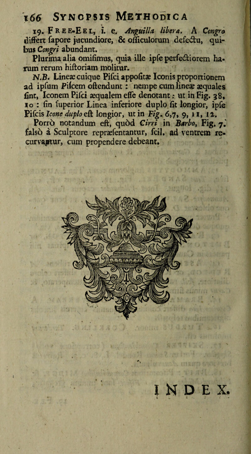 \66 Synopsis Methodica 19. FREE-Eel, i. d. Anguilla libera, A Congri differt fapore jucundiore, & officulorum defedlu, qui¬ bus Congri abundant. Plurima alia omifimus, quia ille ipfeperfedtiorem ha¬ rum rerum hiftoriam molitur. N.B. Lineae cuique Pifci appofitae Iconis proportionem ad ipfum Pileem oftendunt: nempe cum lineae aequales lint, Iconem Pifci aequalem effe denotant; ut in Fig. 38, Io : fin fuperior Linea inferiore duplo fit longior, ipfe Pifeis Icone duplo eft longior, ut in 6,7, 9, 11, 1 a. Porr5 notandum eft‘, qu6d Cirri in Barboy Fig. 7,' falso a Sculptore repraefentantur, fcil. ad ventrem re- curvajRur, cum propendere debeant. 1 I K D E X.