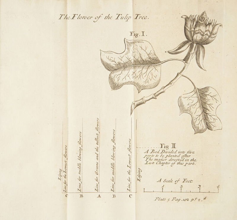 ower flowers A Zine for tel, Fig. I \\\ Sy WN p SS: SSS % \ Stowers ELS tallos t- aes -_ ao IE A hed Divided urlo 72 Coa parts te be plailed after The maner directed 12 the. Lact Chapter of thes part. owing flowers the sy Ns A Scale of Peeé | ws 2 oh fe 4 bite 5 Lag,10% ple, it al Lhe i ay owes £ flowers ~~ PP Zine for triddle blew Line | w &gt; es Q