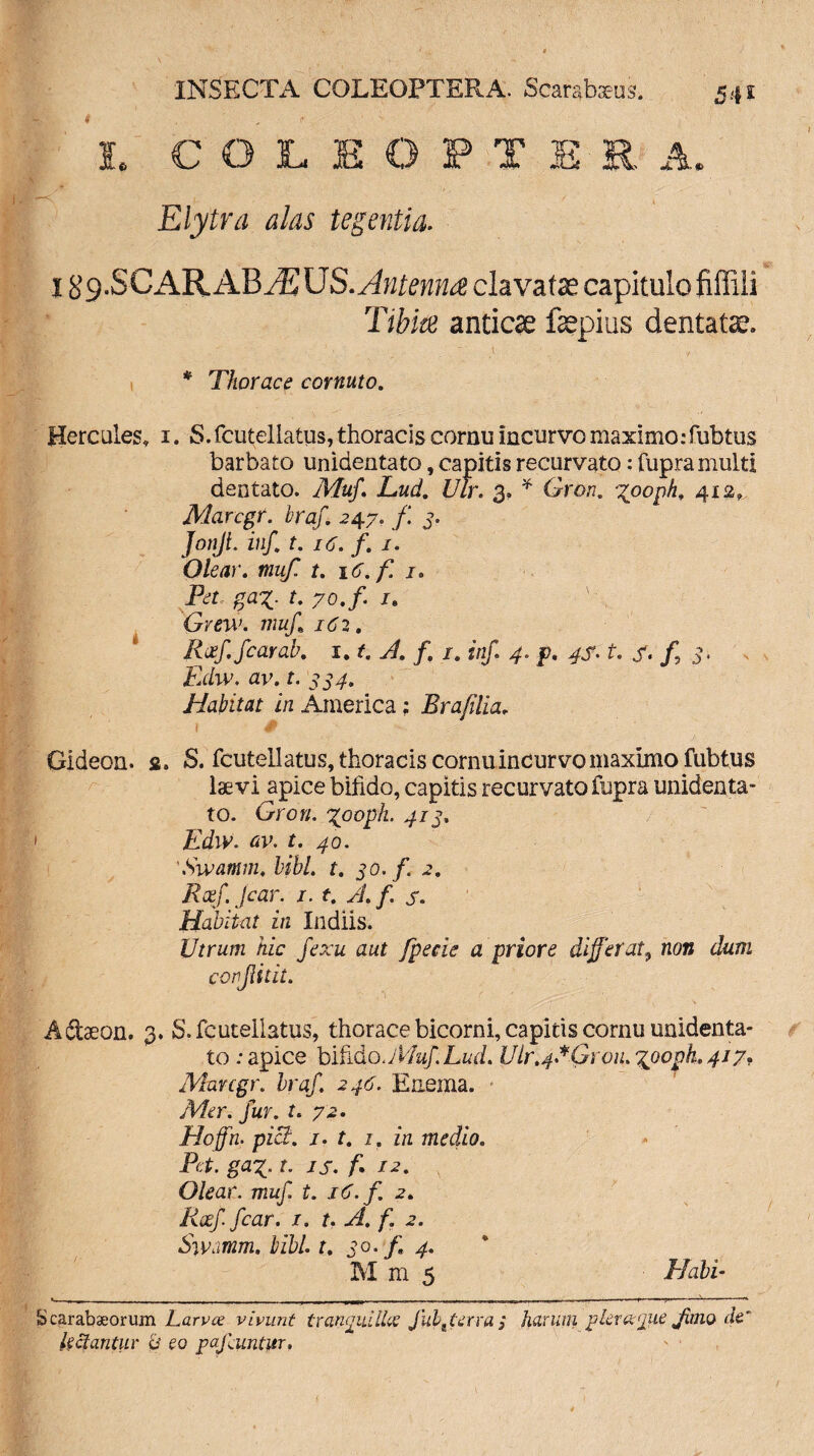 t f I. COLEOPTEE. A. ^ ’ 7 4 Elytra alas tegentia. I &9-SCAR ABzEUS. Antenna clavatae capitulo fiffili Tibia anticae fepius dentata;. * Thorace cornuto. Hercules* i. S.fcutellatus, thoracis cornu incurvo maximo:fubtus barbato unidentato, capitis recurvato: fupra multi dentato. Muf. Lud. Ulr. 3. * Gron. %ooph, 412,. Marcgr. braf 247. f 3. JonJL inf t. 16. f. 1. Olear, muf. t. 1 C.f u Pet ga%. t. yo.f. 1. Grew. muf 16 2. Raf fcarab. 1.1. A. f,\ 1. inf 4. p. 4$. t. 7« f 3, jEchv. uv. t. 334. Habitat in America; Braf lia. 1 # Gideon. 2. S. fcuteilatus, thoracis cornu incurvo maximo fubtus laevi apice bifido, capitis recurvato fupra unidenta¬ to. Gron. xpoph. 414. Edw. av. t. 40. 'Swamm. bibi. t. 30. f. 2. Rxfjcar. 1. t. A. f 7. Habitat in ludiis. Utrum hic fexu aut fpecie a priore differ at 9 non dum confit it. Adaeon. 3. S. fcuteilatus, thorace bicorni, capitis cornu unidenta¬ to : apice bifido .Muf Lud. Ulr^Groiu^ooph, 417? Marcgr. braf 246. Enema. Mer. fur. t. 72. Hoffn. piet. j. t. 1. in medio. Pct. ga%, t. IS. f 12. Olear, muf. t. 16. f. 2. Rcef fcar. r. t. A. f. 2. Swamm. bibU u 30. f 4. M m 5 Habi- » —-T-. ■ - - r. ■ ■ -■ _ aiJI...-r n- i .. i » i Scarabaeorum Larvce vivunt tran pulice Jubt terra / harum pkreejue fimo factantur b eo pafuntitr.