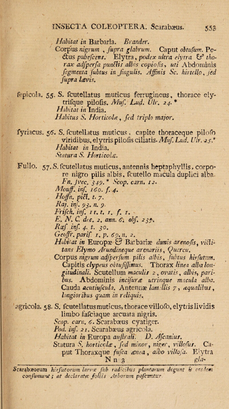 Habitat in Barbaria. Brander, Corpus nigrum , fupra glabrum. Caput oltufum. Pe¬ dius pubefcens. Elytra , podex ultra elytra & tho¬ rax adfperfa puntfis albis c opio/is, uti Abdominis fegmenta fubtus in Jingulis. Affinis Sc. hirte Ilo, fed fupra lavis. fepicola. 55. S. fcutellatus muticus ferrugineus, thorace ely- trifque pilofis. Muf Lud. Vir. 24. * Habitat in India. Habitus S, Horticola, fed triplo major. fyriacus. 55. S. fcutellatus muticus , capite thoraceque piiofo viridibus, elytris pilofis ciliatis. Muf Lud. Uir. -23** Habitat in India. Statura S. Horti cola:. Fullo. 57.S. fcutellatus muticus, antennis heptaphyllis, corpo¬ re nigro pilis albis, fcutello macula duplici alba Fn. Jvec. 349,* Scop. carn» 12. Mouff. inf 160. f. 4. Hoffin. piSl. t. 7. Raj. inf. 93. n. 9. Frifch. inf 1 r. t. r. f. 1. E. N. C. dec. 2. ann. 6. obf. 239. Rosf inf 4. t. 30. Geoffir. parif. 1. p. 69. n. 2. Habitat in Europa? £? Barbariae duriis ar eno fis, victi¬ tans Elymo Arundineque arenariis, Quercu. Corpus nigrum adfperfum pilis albis, fubtus hirfutnm. Capitis clypeus obtufffimus. Thorax linea alba lon¬ gitudinali. Scutellum maculis 2, ovat is, albis, pari¬ bus. Abdominis incifura utrinque macula alba. Cauda acutiufcula. Antennae lamellis 7, aqualibus, longioribus quam in reliquis. agricola. 58. S. fcutellatus muticus, thorace villofo, elytris lividis limbo fafciaque arcuata nigris. Scop. eam. 6. Scarabaeus cyatiger. Pocl. inf 21. Scarabaeus agricola. Habitat in Europa aujlrali. D. Afcanius. Statura S. horticqlee, fed minor, niger, villo fur. Ca¬ put Thoraxque fufca anea, afbo villofa. Elytra N n 3 g/fl- —■ ■■ •• »■-»» — —— ■ . .mrntftmm m ■>— n **■■ » ■ .*+•**•«,*• «y. Scarabaeorum hirfutorum larvae Jhb radicibus plantarum degunt & easdem conjumunt; at declaratae foliis Arborum pafcimtur