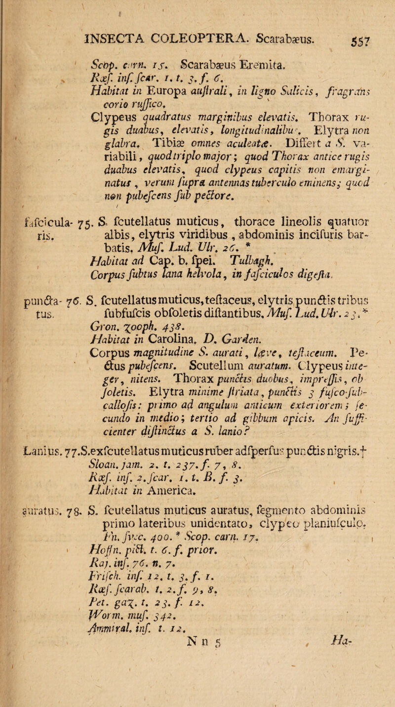 / INSECTA COLEOPTERA. Scarabaeus. 557 / f Scnp. artu is* Scarabaeus Eremita, Rxf. inf fcar. 1.t. 3. f. 6. Habitat in Europa aujlrali, in ligno Salicis, fragrans corio ruffico. Clypeus quadratus marginibus elevatis. Thorax ru¬ gis duabus, elevatis, longitudinalibus Elytra no/z glabra. Tibiae omnes aculeata. Differt j -V. va¬ riabili , quod triplo major; quod Thorax antice rugis duabus elevatis, quod clypeus capitis non emargi¬ natur , verum fupra antennas tuberculo eminens5- quod n&n pubefeens fub pectore. t / fafcicula- 75. Se fcutellatus muticus, thorace lineolis quafuor ris. albis, eiytris viridibus , abdominis incifuris bar¬ batis. Muf. Lud. Ulr. 26. * Habitat ad Cap. b. fpei. Tulbagh. Corpus fubtus lana helvola, infajciculos digejhi. pun&a* 76. S. fcutellatus muticus, teflaceus, elytris pundiis tribus tus. fubfufeis obfoletis diftantibus, Muf Lud. Ulr. 2 3 * * Gron. 438. Habitat in Carolina, D. Garden. Corpus magnitudine S. aurati, lave, tefiaceum. Pe* €tus pubefcenr. Scutellum auratum. Clypeus inte¬ ger, nitens. Thorax punctis, duobus, imprtffis, oh Joletis. Elytra minime friata, punitis 3 fufeofub- callojis: primo ad angulum amicum exterioremi fe¬ cundo in medio; tertio ad gibbum apicis. An Suffi¬ cienter dijlinclus a S. lanio ? Lanius. 77.S.exfcutellatusmuticusruber adfperfu? pundtis nigris,4- Sloan.jam. 2. t. 2^7./. 7, <?. Rxf. inf. 2.fcar. 1.1. B. f. 3. Habitat in America. t auratus. 78. S. fcutellatus muticus auratus, Tegmento abdominis primo lateribus unidentato, clypeo planiufculo. Fn.fyec. 400. * Scop. cari}. /7. • Hojfn. pili. t. 6. f. prior. Raj. inf. 76. n. 7. Frifch. inf 12. t. 3. f. r. Rxf.fcarab. t. 2. f. 7, 8. Ret. gax. t. 23. f. 12. JVorm. muf. 342. Amnvral. inf. t. 12, N n 5 * *