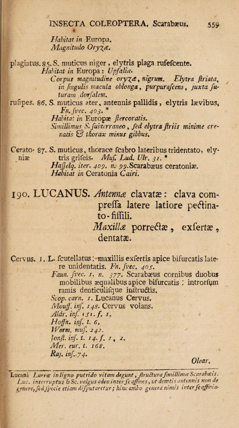 C Habitat in Europa. Magnitudo Oryx<e, plagiatus.85.S. muticus niger, elytris plaga rufefcente. Habitat in Europa : Upfalia. Corpus magnitudine ory^a, nigrum. Elytra jiriata^ in fmgulis macula oblonga, purpurafcens, juxta fu¬ turam dorfalem. rufipes. 86. S. muticus ater, antennis pallidis, elytris laevibus, Fn.fvec. 40s» * Habitat in Europae Jl er cor at is. Simillimus S. fubterraneo, fed elytra Jlriis minime cre- natis £5 thorax minus gibbus. Cerato- 87. S. muticus, thorace fcabro lateribus tridentato, ely- niae tris grifeis. Muf Lud. Ulr. 31. * HaJJelq. iter. 409. n. 99.Scarabaeus ceratoniae. Habitat in Ceratonia Cairi. J90. LUCANUS. Antenna clavatas: clava com- prefla latere latiore pectina¬ to - fiffili. Maxilla porrectae, exfertae, dentatae. Cervus. 1. L. fcutellatus: maxillis exfertis apice bifurcatis late- re unidentatis. Fn.fvec. 40S. Faun. fvec. 1. n. 377. Scarabaeus cornibus duobus mobilibus aequalibus apice bifurcatis : introrfym ramis denticulifque mftrudfcis. Scop, carn. 1. Lucanus Cervus. Mouff. inf. 149. Cervus volans. Aldr. irf. < J1. /. 1» Hoffn. igf. t. 6. JVorm. muf. 242. Jonjl. inf t. 14. f. /, 2. Mer. eur. t. 168. Raj. inf.,74. Olear. ^ ^ .in' ' —* Lucani Larvce inligno putrido vitam degunt, jlruclura Jimillimce Scarabaeis. Imc. interruptus & Sc. valgus adeo inter Je affines, ut derntis antennis non de genere? fedJpecie etiam di'fputaretur ; fiinc ambo genera nimis interfeaffinia*