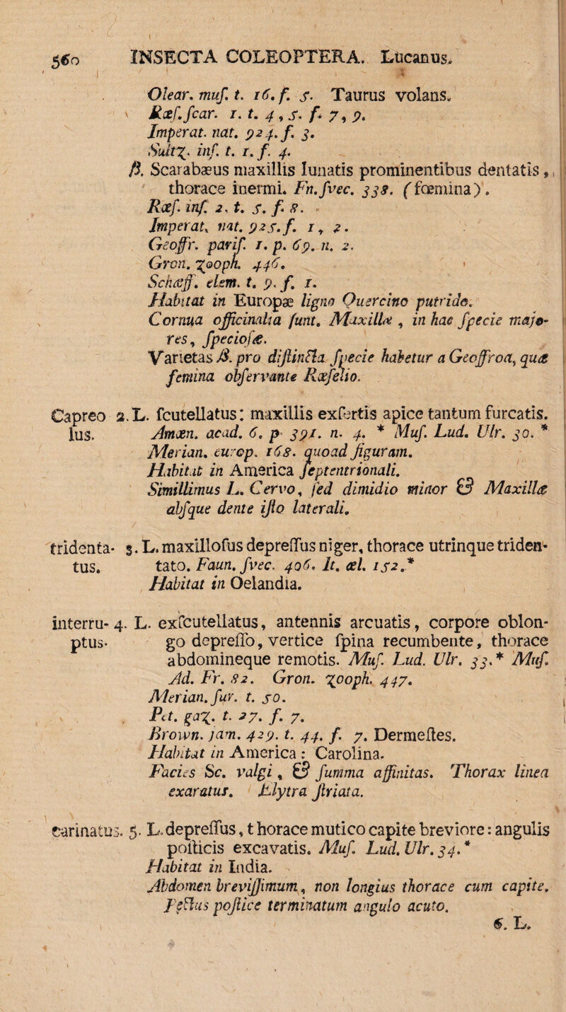 Olear, muf. t. i6.f. s- Taurus volans, Rxf. fcar. 1.t. 4, s. f. 7, Imperat, nat. 924./ 3. Sidt%* tnf. t. 1. f. 4. fi. Scarabaeus maxillis lunatis prominentibus dentatis, thorace inermi* Fn.fvec. 338. Yfoemina)'. Reef. inf. 2, t. s. f 8. Imperatx nat. 92S.f. 1,2. Geoffir. pavif. r. p. 69. n. 2. Grcn. 700pk 446. Schtsff, dem. t. 9. f 1. Habitat in Europae ligno Quercino putrido. Cornua ojfficinaha funt. Maxilla , in hac f pe cie majo¬ res, fpeciofa. Varietas,#. pro diftintia fvecie habetur aGeoffroa, qua. femina obfervante Rxfelio. Capreo a. L. fcutellatus: maxillis exfertis apice tantum furcatis. Ius. Amxn. acad. 6. p 391. n. 4. * Muf. Lud. Ulr. 30. * Merian. europ. 168. quoad figuram. Habitat in America Jeptentrionali. Simillimus L. Cervo, fed dimidio minor 0 Maxilla abfque dente ijio laterali„ tridenta- %. L, maxlllofus depreflus niger, thorace utrinque tridea* tus. tato. Faun.fvec. 406. It. cel. is*.* Habitat in Oelandia. interru- 4. L. exfcutellatus, antennis arcuatis, corpore oblon- ptus- go depretio, vertice fpina recumbente, thorace abdomineque remotis. Muf. Lud. Ulr. 33.* Muf. Ad. Fr. 82. Gron. yooph. 447. Merian. fur. t. jo. Pa. gaz- t- >7. /• 7. Rrown. jam. 429-t- 44. f 7. Dermeltes. Habitat in America: Carolina. Facies Sc. valgi, 0 fumma affinitas. Thorax linea exaratus. Llytra Jiriata. carinatus. 5. L. deprefifus, t horaee mutico capite breviore: angulis pollicis excavatis. Muf. Lud. Ulr. 34. * Habitat in India. Abdomen brevifiimum, non longius thorace cum capite. Fetius pofiice terminatum angulo acuto. \ 1 L*