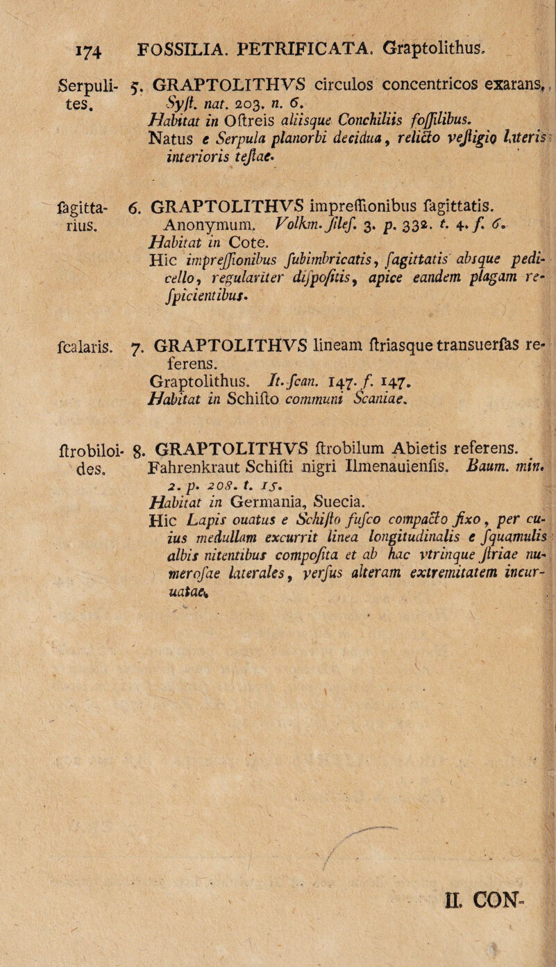 m Serpuli- tes. fagitta- rius. fcalaris. llrobiloi- des» FOSSILIA. PETRIFICATA, Graptolithus, GRAPTOLITHVS circulos concentricos exarans, Syjt. nat. 203. n. 6. Habitat in Oftreis aliisque Conchiliis fojjilibus. Natus e Serpula planorbi decidua, relicio vejligio lateris interioris tejlae. 5. GRAPTOLITHVS impreftionibus fagittatis. Anonymum. Volkm. filef. 3. p. 332. t. 4* f 6. Habitat in Cote. Hic imprejjionibus fubimbricatis, fagittatis absque pedi- cello, regulariter dijpo/itis9 apice eandem plagam re- fpicientibus. 7. GRAPTOLITHVS lineam ftriasque transuerfas re¬ ferens. Graptolithus. Jt.fcan. 147./. 147» Habitat in Schiflo communi Scaniae. 8. GRAPTOLITHVS ftrobilum Abietis referens. Fahrenkraut Schiffi nigri Ilmenauienfis. min. 2. p. 2 0<9. f. /j. Habitat in Germania, Suecia. Hic Lapis ouatus e Schiflo fufco compacto fixo, per ca- ius medullam excurrit linea longitudinalis e fquamulis albis nitentibus compofita et ab hac vtrinque Jlriae nu~ merofae laterales, yerfus alteram extremitatem ineur- uataeb II. CGN-