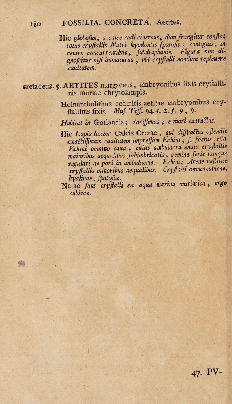 Hic globofus, a calce rudi cinereus, dum frangitur conflat totus cryftallis Natri hyodontis fpatofis , contiguis, z« concurrentibus, fubdiaphanis. Figura non di- gnofcitur niji immaturus , vbi cryjlalli nondum repleuere cauitatem. «retaceus. 5. AETITES margaceus, embryonibus fixis cryftalli. nis muriae chryfolampis. Helmintholithus echinitis aetitae embryonibus cry- ftallinis fixis. Muf. Teff 942. /. 9 , 9. /fofcitet z/z Gotlandia; rariffimus ; e mari extractus. Hic Lapis laxior Calcis Cretae , qui diffractus ojlendit exactijfimam cauitatem impreffam Echini; f. foetus tejia Echini omnino caua , cuius ambulacra enata cry pallis maioribus aequalibus fubimbricatis, gemina ferie tamque regulari ac pori in ambulacris. Echini; Areae veflitae cry/lallis minoribus aequalibus. Cryftalli omnes cubicae-, hyalinae, fpatofae. . . Natae funt cryjlalli ex aqua marina muriatica, ergo cubicae. 47. PV-
