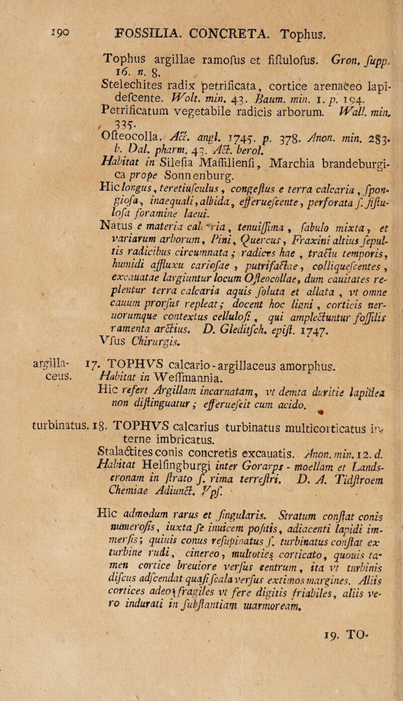 Tophus argillae ramofus et fiflulofus. Gron, fuppa 16. n. 8, Stelechites radix petrificata, cortice arenaceo lapi- defcente. Wolt. min. 43. Baum. min. i.p. 194. Petrificatum vegetabile radicis arborum. IPiz//. min. 335' Ofteocolla. Aci. angi. 1745’. p. 378. min. 283» b.Dal. pharm. 43. Aci. berol. Habitat in Silefia-Maflilienfi, Marchia brandeburgi- ca prope Sonnenburg. Plic longus, teretiufculus, congeflus e terra calcaria , fpon* giofa^ inaequali^albida, effer uefc ente, perforata f. jijiu- lofa foramine laeui. Natus e materia caL *via, tenuijjima , fabulo mixta, et variarum arborum, Pini, Quercus, Fraxini altius fepul- tis radicibus circumnata ; radiers hae , traciu temporis, humidi ajfluxu cariofae , putrifattae, c olli quefc entes , excauatae largiuntur locum OJleocollae, dum cauitates re¬ plentur terra calcaria aquis foluta et allata , iY o/mz^ cauum prorfus repleat; docent hoc ligni , corticis ner- uorumque contextus cellulofi, qui amplectuntur foffdls ramenta arctius. D. Gleditfch, epiji. 1747. Vius Chirurgis. argilla- 17. TOPHVS calcario-argillaceus amorphus, ceus. Habitat in WefTmannia. Hic refert Argillam incarnatam, vt demta duritie lapidea non diflinguatur ; efferuefeit cum acido. turbinatus, ig. TOPHVS calcarius turbinatus multicorticatus irv terne imbricatus. Staladites conis concretis excauatis. Anon. min. 12. d. Habitat Helfingburgi inter Gorarps - moellam et Lands- cronam in /Irato f. rima terrejlri. D. A. Tidjlroem Chemiae Adiunct. Fpf. • Hic admodum rarus et fmgularis. Stratum conflat conis numerofis,. iuxta fe inuicem pofitis, adiacenti lapidi im- mer/is; quiuis conus refupinatus f turbinatus conflat ex turbine rudi, cinereo, multoties corticato, quouis ta« men cortice breuiore verfus centrum, ita vt turbinis difeus adfcendat quoji f cala verfus extimos margines. Aliis cortices adeo f fragiles vt fere digitis friabiles, aliis ve¬ ro indurati in fubflantium marmoream.