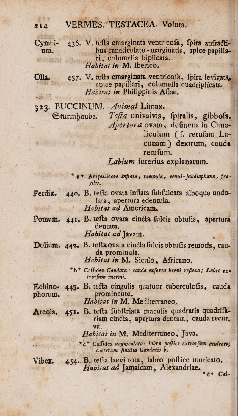 Cymbi- 436. V. tefta emarginata ventrlcofa, fpira anfradi- um. bus canaliculato-marginatis, apice papilla¬ ri, columella biplicata. Habitat in M. iberico. Olla. 437. V. tefta emarginata ventricofa, fpira levigata# apice papillari, columella quadriplicata. Habitat in Philippinis Aliae. ^ ‘i1- * 323. BUCCINUM. Animal Limax. ©turmfjaube. Tefta univaivis, fpiralis, gibbofa. Apertura ovaca, definens in Cana¬ liculum ( f. retufam La¬ cunam) dextrum, cauda retufum. Labium interius explanatum. j * a * Ampullacea inflata » rotunda, tenui-fubdiaphann, fra gihs. Perdix. 440. B. tefta ovata inflata fubfulcata alboque undu¬ lata , apertura edentula. Habitat ad Americam. Pomum, 441. B. tefla ovata cinda fulcis obtufis, apertura dentata. Habitat ad Javam. Dolium, 4421. B. tefta ovata cinda fulcis obtufls remotis, cau¬ da prominula. Habitat in M. Siculo, Africano. * b* Caffidea Caudata: cauda exferta brevi reflexa; Labro tz* trorfuni inermi. Echino- 443. B. tefta cingulis quatuor tuberculofis, cauda phorum. prominente. Habitat in M. Mediterraneo. Areola, 451. B. tefta fubftriata maculis quadratis quadrifa¬ riam cinda, apertura dentata, cauda recur. va. Habitat in M. Mediterraneo, Java. *c* CafTidea unguiculata: labro poflice extrorfum aculeati; i caeterum fimilia Caudatis b. Vibex. 454. B. tefta laevi tota, labro poftice muricato. Habitat ad Tamaicam, Alexandriae. *d* C«l-