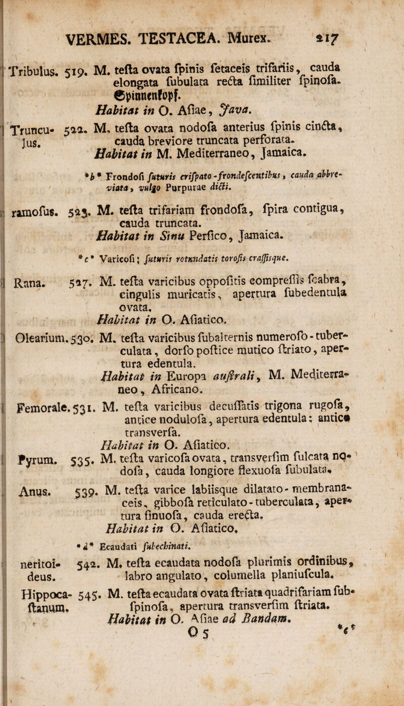 VERMES. TESTACEA. Murex. a 17 \ Tribulus. 519. M. tefla ovata fpinis fetaceis trifariis, cauda elongata fubulata reda fimiliter fpinofa. ©ptnnenfopf. Habitat in O. Afiae, Java. | Truncu- 512. M. tefla ovata nodofa anterius fpinis cinda, jus. cauda breviore truncata perforata. Habitat in M. Mediterraneo, Jamaica. *b* Frondofi futuris crifpato -frondefcentibus, cauda abbre¬ viat a , vulgo Purpurae dicti. ramofus. 5*3. M. tefla trifariam frondofa, fpira contigua, cauda truncata. Habitat in Sinu Perflco, jamaica. *c* Varico fi; futuris rotundatis toro fu craffsque. I, Rana. 517. M. tefla varicibus oppofitis eomprellis foabra, cingulis muricatis, apertura fubedentufa ovata. Habitat in O. Afiatico, ! Olearium. 530, M. tefla varicibus fubalternis numerofo - tuber- culata, dorfo poflice mutico flriato, aper¬ tura edentula. Habitat in Europa attfirali, M. Mecjiterra^ neo, Africano. Femorale.531. M. tefla varicibus deculTatis trigona rugofa, antice nodulofa 5 apertura edentula; antic® transverfa. Habitat in O. Afiatico. i Pyrum. 535- M. tefla varicofa ovata, transverfim fulcam no* dofa, cauda longiore fiexuola fubulata* Anus. 339. M. tefla varice labiisque dilatato-membrana¬ ceis, gibbofk rericulato-tuberculata, spera¬ tura finuofa, cauda ereda. Habitat in O. Afiatico. * d* Ecaudati fulechinati. neritoi* 542. M. tefla ecaudata nodofa plurimis ordinibus, deus. labro angulato, columella planiufcula, Hippoca- 545. M. tefla ecaudata ovata flriata quadrifariam fub* flanum. fpinofa, apertura transverfim flriata. Habitat in O, A fiae ad Bandam. O 5 *tf *