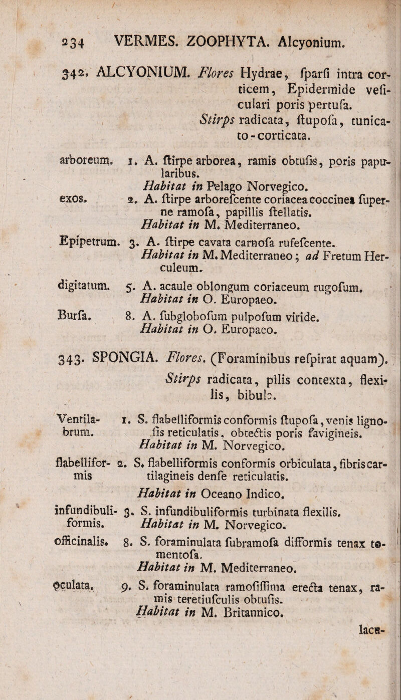 342. ALCYONIUM. Flores Hydrae, fparfi intra cor¬ ticem , Epidermide vefi- cuiari poris pertufa. Stirps radicata, ftupofa, tunica¬ to-corticata. arboreum. 1. A. ftirpe arborea, ramis obtufis, poris papil¬ laribus. Habitat in Pelago Norvegico. exos, s, A. ftirpe arborefcente coriacea coccinea fuper- ne ramofa, papillis ftellatis. Habitat in M. Mediterraneo. Epipetrum. 3. A. ftirpe cavata carnofa rufefcente. Habitat in M*Mediterraneo; ad Fretum Her¬ culeum.. digitatum. 5. A. acaule oblongum coriaceum rugofum. Habitat in O. Europaeo. Burfa. 8. A. fubglobofum pulpofum viride. Habitat in O. Europaeo. 343. SPONGIA. Flores. (Foraminibus refpirat aquam). Stirps radicata, pilis contexta, flexi¬ lis, bibub. Ventila- 1. S. flabelliformis conformis ftupofa, venis Kgno- brum. lis reticulatis, obteffis poris favigineis. Habitat in M. Norvegico. flabellifor- 2. S* flabelliformis conformis orbiculata, fibriscar- mis tilagineis denfe reticulatis. Habitat in Oceano Indico. infundibuli- 3. S. infundibuliformis turbinata flexilis, formis. Habitat in M. Norvegico. offlcinalis* 8. S. foraminulata fubramofa difformis tenax t®- mentofa. Habitat in M. Mediterraneo. Qculata, 9. S* foraminulata ramofiflima erefta tenax, ra¬ mis teretiufculis obtufis. Habitat in M. Britannico. lacs-