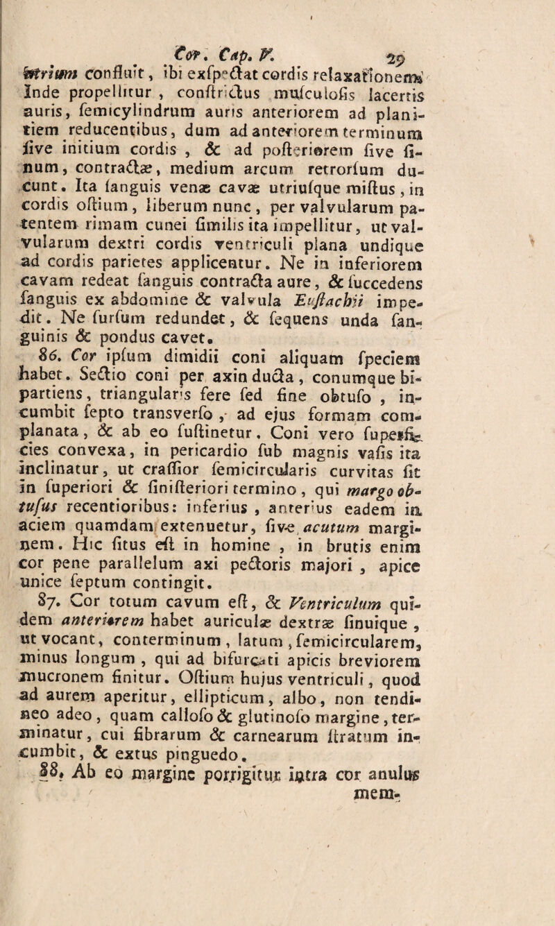 fotriam confluit, ibi exfpedat cordis relaxationem* Inde propellitur , conftridus mufcuiofis lacertis auris, femicylindrum auns anteriorem ad plani¬ tiem reducentibus, dum ad anteriorem terminum iive initium cordis , & ad pofteriarem five fi- num, contrariae, medium arcum retrorfum du¬ cunt. Ita (anguis venae cavae utriufque raiftus, in cordis oftium, liberum nunc, per valvularum pa¬ tentem rimam cunei fimilis ita impellitur, ut val¬ vularum dextri cordis ventriculi plana undique ad cordis parietes applicentur. Ne m inferiorem cavam redeat fanguis contrada aure, & fuccedens fanguis ex abdomine & valvula Eiflachii impe¬ dit. Ne furfum redundet, & fequens unda fan- guinis <& pondus cavet. 86» Cor ipfum dimidii coni aliquam fpeciem habet. Sedio coni per axinduda, conumque bi¬ partiens, triangulari fere fed fine obtufo , in¬ cumbit fepto transverfo ad ejus formam com¬ planata, & ab eo fuftinetur, Coni vero fupeife cies convexa, in pericardio fub magnis vafis ita inclinatur, ut craflior femicircdaris curvitas fit In fuperiori & finifteriori termino, qui margo ob- tufus recentioribus: inferius , aorerus eadem ia aciem quamdam extenuetur, hve acutum margi¬ nem. Hic (itus eft in homine , in brutis enim cor pene parallelum axi pedoris majori , apice unice feptum contingit. 87. Cor totum cavum efl, Sc Ventriculum qui¬ dem ante rUrem habet auriculae dextrae finuique , ut vocant, conterminum, larum , femicircularem3 minus longum , qui ad bifurcati apicis breviorem mucronem finitur. Oftium hujus ventriculi, quod ad aurem aperitur, ellipticum, albo, non tendi¬ neo adeo , quam callofo <3c glutinofo margine, ter¬ minatur , cui fibrarum & carnearum ftratum in¬ cumbit, & extus pinguedo. S8, Ab eo margine por/igitur intra cor anulus mem-