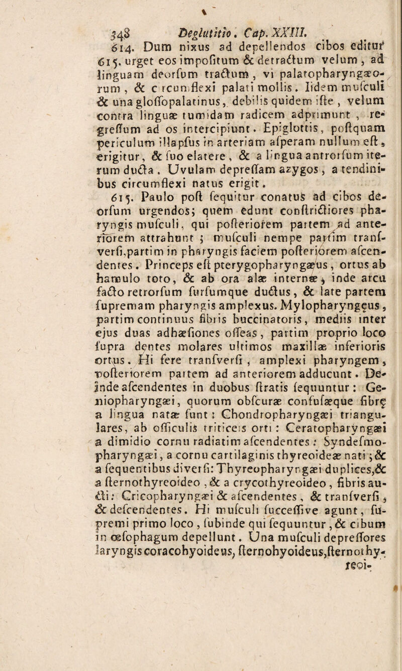 \ 348 Deglutitio. Cap. XXIII. 614. Dum nixus ad depellendos cibos editui* 615. urget eos itnpoGtum & detradtum velum, ad linguam deorfum tra&um , vi palatopharyngeo¬ rum , Sc c rcumflexi palati mollis. lidem mufculi Sc una gloflbpalatinus, debilis quidem i fle , velum contra linguae tumidam radicem adjpmnunt , re- greflum ad os intercipiunt. Epiglottis, poftquam periculum illapfus in arteriam afperam nullum eft* erigitur, Sc iuo elatere , & a lingua anrrorfum ite¬ rum duda . Uvulam depreflam azygos , a tendini¬ bus circumflexi natus erigit. 615. Paulo poft fequitur conatus ad cibos de¬ orfum urgendos; quem edunt conflridliores pha¬ ryngis mufculi, qui pofleriorem partem ad ante¬ riorem attrahunt ; mufculi nempe partim tranf¬ verfi,partim in pharyngis faciem poflerfcrem afcen- denres. Princeps eft pterygopharyngeus , ortus ab hamulo toto, Sc ab ora alas interni, inde arca fado retrorfum furfumque dudius, & late partem fupremam pharyngis amplexus. Mylopharyngfus 9 partim continuus iibiis buccinatoris, inediis inter ejus duas adharfiones oiTeas, partim proprio loco fupra dentes molares ultimos maxillae inferioris ortus. Hi fere tranfverfi, amplexi pharyngem, ■pofleriorem partem ad anteriorem adducunt. De¬ inde afcendentes in duobus Aratis fequuntur: Ge- niopharyngsei, quorum obfcurae confufseque flbrf a lingua nata? funt 1 Chondropharyngei triangu¬ lares, ab ofliculis triticeis orti: Ceratopharyngei a dimidio cornu radiatim afcendentes: Syndefmo- pharyngaei, a cornu cartilaginis thyreoideae nati a fequentibus di ver G: Thyreopharyngaei duplices, Sc a fternothyreoideo , & a crycothyreoideo , fibris au¬ di : Cricopharyngei Sc afcendentes , Sc tranfverfi * Sc defcendentes. Hi mufculi fucceflive agunt, fu- premi primo loco , fubinde qui fequuntur , & cibum in ogfophagum depellunt. Una mufculi depreffores larvngiscoracohyoideus; flernohyoideus,fternothy- xeoi-