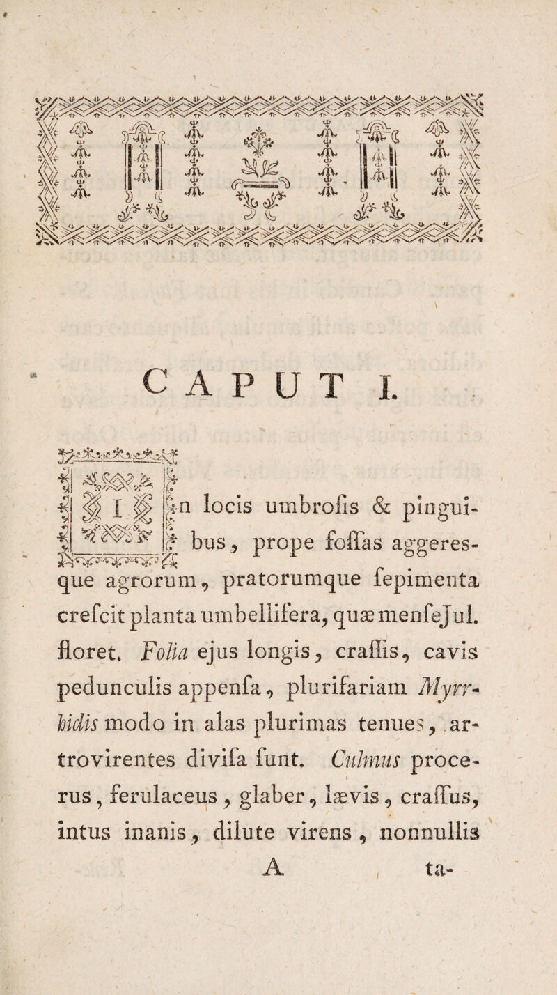 i II11 i i\ ^mv )? e. |n locis umbrofis & pingui- /f bus^ prope foffas aggeres- que agrorum^ pratorumque fepimenta crefcit planta umbellifera, quae menfeJuL floret» Folia ejus longis ^ craflis, cavis pedunculis appenfa», plurifariam Myrr-- Udis modo in alas plurimas tenues, .ar- trovirentes divifa funt. Culmus proce¬ rus , ferulaceus, glaber, laevis, craffus, intus inanis, dilute virens , nonnullis ' A , ta-