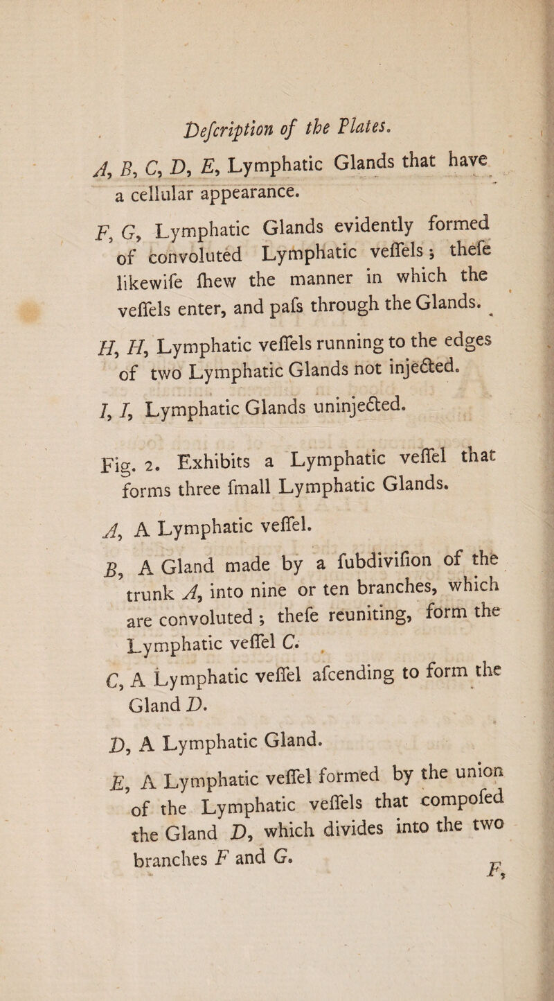 J, B, C, D, Lymphatic Glands that have a cellular appearance. F, G, Lymphatic Glands evidently formed of convoluted Lymphatic velTels 5 thefe likewife fliew the manner in which the veflels enter, and pafs through the Glands. _ H, H, Lymphatic velfels running to the edges of two Lymphatic Glands not injedted. 7,1, Lymphatic Glands uninjedted. Fig. 2. Exhibits a Lymphatic veffel that forms three fmall Lymphatic Glands. J, A Lymphatic veffel. 2^ A Gland made by a fubdivifion of the  trunk J, into nine or ten branches, which are convoluted ; thefe reuniting, form the Lymphatic veffel C.- . C, A Lymphatic veffel afcending to form the Gland D. X), A Lymphatic Gland. E, A Lymphatic veffel formed by the union ’of the Lymphatic veffels that compofed the Gland D, which divides into the two branches F and G.