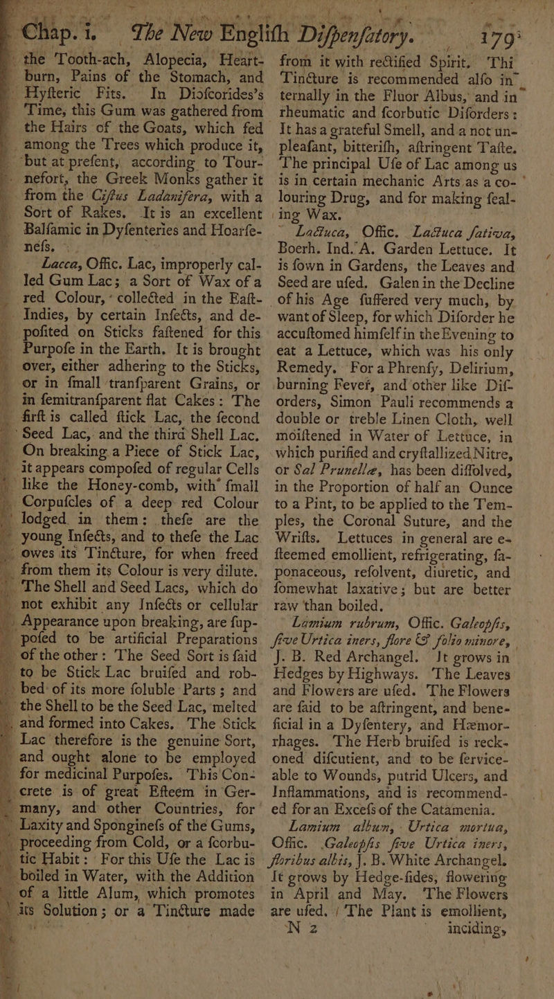 the Tooth-ach, Alopecia, Heart: _ burn, Pains of the Stomach, and | Hyfteric Fits. In ‘Time, this Gum was gathered from | but at prefent, according to Tour- 4 nefort, the Greek Monks gather it _. from the Cifus Ladanifera, with a _ Sort of Rakes, It is an excellent _ Balfamic in Dyfenteries and Hoarfe- = nels, ~; oy Lacca, Offic. Lac, improperly cal- led Gum Lac; a Sort of Wax of a red Colour,’ colleéted in the Eaft- _ Indies, by certain Infeéts, and de- _ pofited on Sticks faftened’ for this _ Purpofe in the Earth. It is brought _ over, either adhering to the Sticks, _ or in {mall ‘tranfparent Grains, or in femitranfparent flat Cakes: The firftis called flick Lac, the fecond ‘Seed Lac, and the third Shell Lac. _ On breaking.a Piece of Stick Lac, it appears compofed of regular Cells _ like the Honey-comb, with {mall _ Corpafcles of a deep red Colour ‘ lodged. in them: thefe are the » young Infects, and to thefe the Lac. _ owes its Tinéture, for when freed _ from them its Colour is very dilute. ‘The Shell and Seed Lacs,. which do mot exhibit any Infeéts or cellular pofed to be: artificial Preparations _ of the other: The Seed Sort is faid _ to be Stick Lac bruifed and rob- _ bed: of its more foluble Parts ; and _ the Shell to be the Seed Lac, melted . and formed into Cakes, The Stick _ Lac therefore is the genuine Sort, and ought alone to be employed _ for medicinal Purpofes. This Con- crete is of great Efteeém in Ger- Laxity and Sponginefs of the Gums,  proceeding from Cold, or a fcorbu- _ tic Habit: For this Ufe the Lac is boiled in Water, with the Addition _ of a little Alum, which promotes its Solution; or a Tinéture made ey (, » 179° from it with reftified Spirit, Thi - TinGure is recommended alfo in. ternally in the Fluor Albus, and in rheumatic and f{corbutic Diforders : It has a grateful Smell, and a not un- pleafant, bitterith, aftringent Tafte, The principal Ufe of Lac among us is in certain mechanic Arts as a co- ' louring Drag, and for making feal- ing Wax. ; ~ Laduca, Offic. La&amp;uca Sativa, Boerh. Ind.’A. Garden Lettuce. It is fown in Gardens, the Leaves and Seed are ufed. Galen in the Decline of his Age fuffered very much, by want of Sleep, for which Diforder he accuftomed himfelfin the Evening to eat a Lettuce, which was his only Remedy. - For a Phrenfy, Delirium, burning Fever, and other like Dif orders, Simon Pauli recommends a double or treble Linen Cloth, well moiftened in Water of Lettuce, in which purified and cryftallized Nitre, or Sal Prunelle, has been diffolved, in the Proportion of half an Ounce to a Pint, to be applied to the Tem- ples, the Coronal Suture, and the Wrifts. Lettuces in general are e- fteemed emollient, refrigerating, fa- ponaceous, refolvent, diuretic, and fomewhat laxative; but are better raw than boiled. — BK Lamium rubrum, Offic. Galeop/is, five Urtica iners, flore Solio minore, | J. B. Red Archangel. Jt grows in Hedges by Highways. The Leaves and Flowers are ufed. The Flowers are faid to be aftringent, and bene- ficial in a Dyfentery, and Hzmor- rhages. The Herb bruifed is reck- oned difcutient, and to be fervice- able to Wounds, putrid Ulcers, and Inflammations, and is recommend- ed foran Excefs of the Catamenia. Lamium albun,. Urtica mortua, Offic. .Galeopfis five Urtica iners, Jioribus albis, J. B. White Archangel. It grows by Hedge-fides, flowering in April and May, ‘The Flowers are ufed. | The Plant is emollient, Ne pe . inciding,