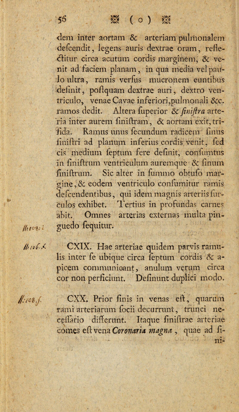 dem inter aortam Sc arteriam pulmonalem defcendit, legens auris dextrae oram, refle¬ ctitur circa acutum cordis marginem, Sc ve¬ nit ad faciem planam, in qua media vel pau¬ lo ultra, ramis verfus mucronem euntibus delinit, pofiquam dextrae auri, dextro ven¬ triculo, venae Cavae inferiori,pulmonali Scc. ramos dedit. Altera fuperior Sc finiftra arte¬ ria inter aurem finiftram, & aortam exit, tri¬ fida. Ramus unus fecundum radicem finus finifiri ad planum inferius cordis venit, fed cis medium feptum fere definit, confumtus in firiiftrum ventriculum auremque Sc dnum finiftrum. Sic alter in fummo obtufo mar¬ gine eodem ventriculo confumitur ramis defcendentibus, qui idem magnis arteriis hir¬ culos exhibet. 'Fertius in profundas carnes abit. Omnes arterias externas multa pin- /fi tot; i guedo fequitur. /tnoC.A CXIX. Hae arteriae quidem parvis ramu¬ lis inter fe ubique circa feptum cordis Sc a- picem communicant, anulum verum circa cor non perficiunt. Definunt duplici modo. //;/czS CXX» Prior finis in venas eit, quarum rami arteriarum focii decurrunt, trunci ne- cefiario differant. Itaque finiftrae arteriae comes eft vena Coronaria magna , quae ad fi¬ ni-