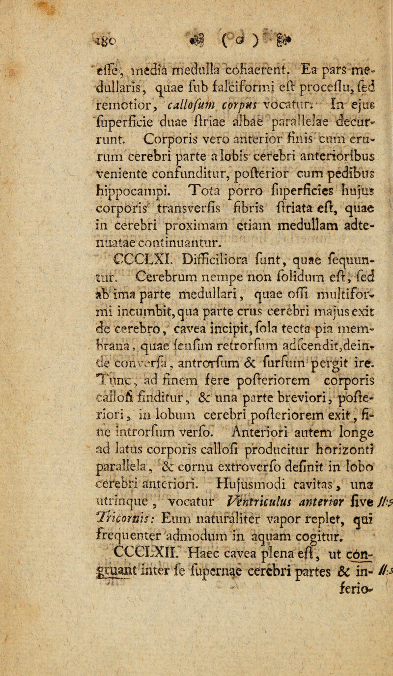 -igc «i ( ^ ' clle, media medulla cohaerent. Ea pars me¬ dullaris, quae fub falciformi eft proceflu, fed remetior, callofuhi corpus vocatur. Itvejus fuperficie duae flriae albae parallelae decur- runt. Corporis vero anterior finis cum cru¬ rum cerebri parte a lobis cerebri anterioribus veniente confunditur, pofterior cum pedibus hippocampi. Tota porro fuperficies hujus corporis transverfis fibris {friata efl, quae in cerebri proximam etiam medullam adte- nnatae continuantur. CCCLXL Difficiliora funt, quae fequun- tiir. Cerebrum nempe non folidum eft, fed ab ima parte medullari, quae offi multifor¬ mi incumbit, qua parte crus cerebri majus exit de cerebro, cavea incipit, fola tecta pia mem¬ brana, quae Ictifim retrorfum adfcendit,deirir de converfii, antrorfiim <5c furfum pergit ire. Tunc, ad hnem fere pofteriorem corporis calloh finditur, & una parte breviori, pofte- riori, in lobum cerebri pofleriorem exit , fi¬ ne introrfum verfo. Anteriori autem longe ad latus corporis callofi producitur horizonti parallela, & cornu extroverfo definit in lobo cerebri anteriori. Hujusmodi cavitas, una utrinque , vocatur Ventriculus anterior five/A? 1Tricornis: Eum naturaliter vapor replet, qui frequenter admodum in aquam cogitur. CCCLXII. Haec cavea plena eft, ut con¬ gruant inter fe fupernae cerebri partes & in- ferio-