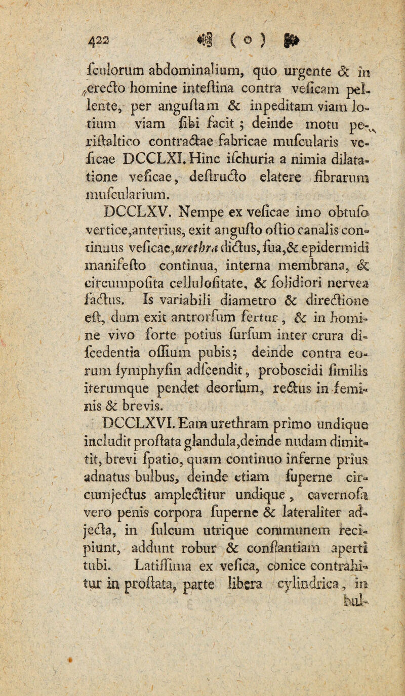 ^eredo homine intedina contra veficam pel¬ lente, per angudam & inpeditam viain lo¬ tium viain fibi facit ; deinde motu pe-,v rillaltico contradae fabricae mufcularis vc« ficae DCCLXL Hinc ifchuria a nimia dilata¬ tione veficae, dedrudo elatere fibrarum miifcularium. DCCLXV. Nempe ex veficae imo obtufo vertice,anterius, exit anguflo odio canalis con¬ tinuus veficae, urethra didus, fua,& epidermidi manifefto continua, interna membrana, <k circumpofita cellulofitate, & folidiori nervea fadus. Is variabili diametro 5c diredione ed, durn exit antrorfum fertur , &c in homi¬ ne vivo forte potius furfum inter crura di- fcedentia odium pubis; deinde contra eo¬ rum lymphyfin adicendit, proboscidi fimilis iterumque pendet deorfum, redus in femi¬ nis & brevis. DCCLXVI. Eam urethram primo undique includit prodata glandula,demde nudam dimit¬ tit, brevi fpatio, quam continuo inferne prius adnatus bulbus, deinde etiam funerne cir- cumjedus ampleditur undique , cavernofi vero penis corpora fuperne 5c lateraliter ad- jeda, in fulcum utrique communem reci¬ piunt, addunt robur & confiantiam aperti tubi. Latidima ex vefica, conice contrahi¬ tur in prodata, parte libera cylindrica, in