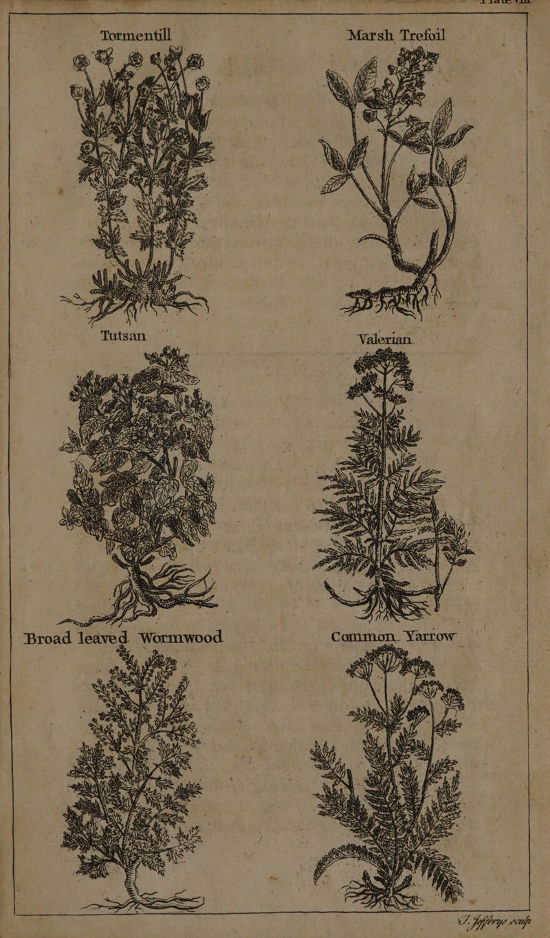 ee ——————— ltt prok» shin § il yr Le) oll oh Ee ee eee et Dy. vie ; = Aue a ) t Fat 4 . . B.S ae , ar ae, ee 0 Broad leaved Wormwood —