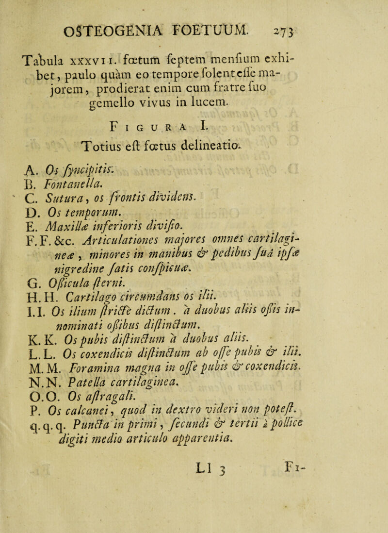 Tabula xxxvir. foetum feptem menfium exhi¬ bet, paulo quam eo tempore folenteiie ma¬ jorem , prodierat enim cum fratre fuo gemello vivus in lucem. Figura I. Totius eft foetus delineatio. A. Os fyncipitis. B. Fontanella. ' C. Sutura, os frontis dividens. D. Os temporum. E. Maxillae inferioris divifio. F. F. &c. Articulationes majores omnes cartilagi¬ ne ce , minores in manibus & pedibus fud ipfe nigredine fatis confpiciue. G. 0 ficula fer ni. H. H. Cartilago circumdans os ilii. I. 1. Os ilium ftri&e dittum. d duobus aliis ops in¬ nominati opbus diftindmn. K. K. Os pubis diftinttum d duobus aliis. L. L. Os coxendicis diftin&um ab o(f-e pubis & ilii. M. M. Foramina magna in ope pubis & coxendicis. N. N. Patella cartilaginea. O. 0. Os aftragali. P. Os calcanei, quod in dextro videri non potefl. q. q. q. Punita in primi, fecundi & tertii i pollice digiti medio articulo apparentia.