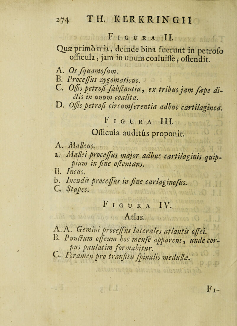 Figura II. Qua? primo tria, deinde bina fuerunt in petrofo oificula, jam in unum coaluifle, oftendit. A. Os fquamofum. B. Proceffus zygomaticus. C. Offis petro fi fabftantia, ex tribus jam fape di¬ dis in unum coalita. D. Ojjis petro fi circumferentia adhuc cartilaginea. Figura III. \ Oilicula auditus proponit. A. Malleus. ■ A i a. Mallet procejfus major adhuc cartilaginis auip- piam in fine ojlentans. 'B. Incus. h. Incudis procejfus in fine carlaginofus. C. Stapes. Figura IV. Atlas. A. A. Gemini procejfus laterales atlantis ojfei. B. Punlilum ojfeurn 'hoc rnenfe apparens, unde cor¬ pus paulatim formabitur. C. Foramen pro tranjhu fpinalis me dulice.