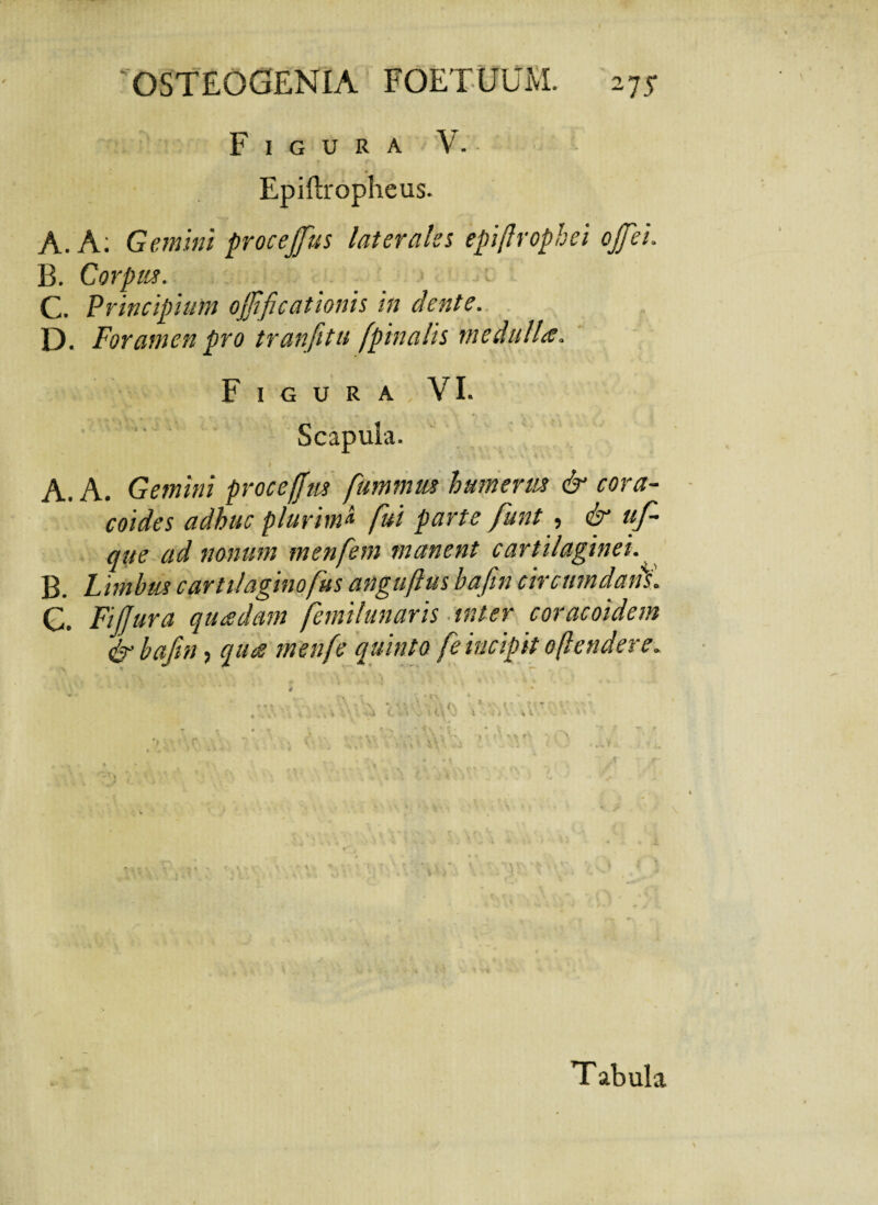 Figura V. Epiftropheus. A. A: Gemini procefifus laterales epiftrophei ofifiei. B. Corpus. C. Principium ojjificationis in dente. D. Foramen pro tranfitu [pinalis medulla. Figura VI. Scapula. * 1 14 ^ 4? 4 v ■, 4 4 V »4 % i, ’ * • ? A. A. Gemini proce(fm fummos humeros & cora- coides adhuc plurim* fui parte funt , & uf- que ad nonum menfem manent cartilaginei. B. Limbos cartilaginofus angujlus bafin circumdans\ C. Fi (Jura quadam femitunaris tnter coracoidem & bafin, qua menfe quinto fe incipit oftendere.